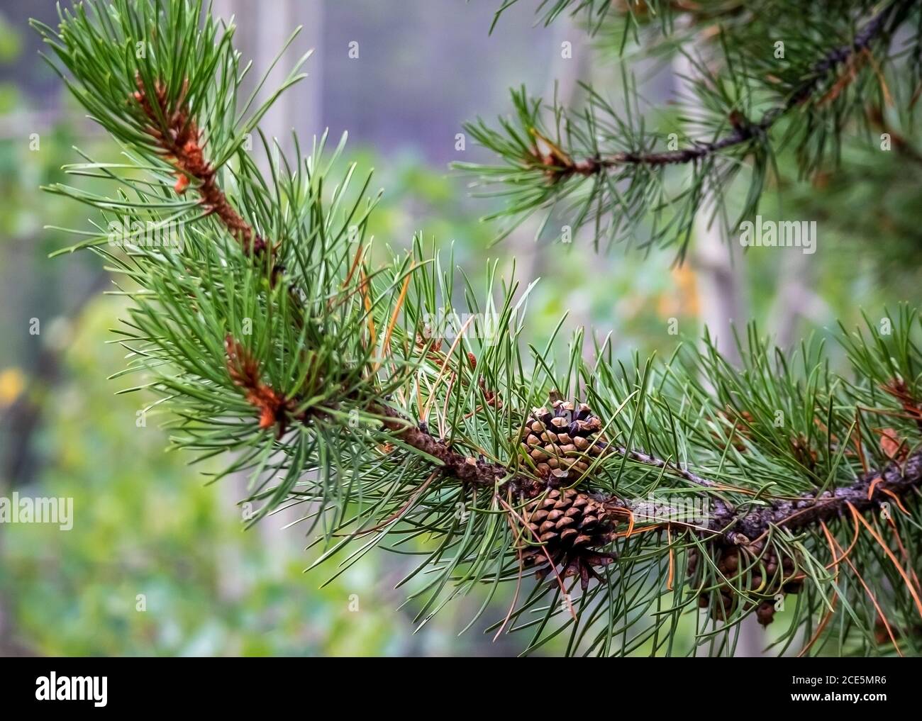 Rocky cone mountain hi-res stock photography and images - Alamy