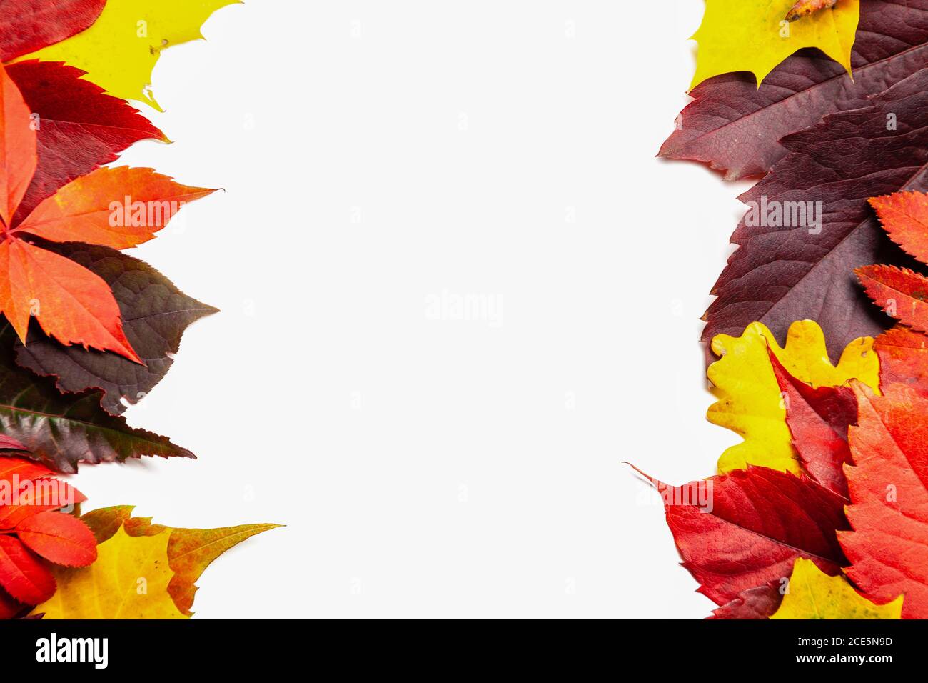 Autumn composition, frame of autumn colored leaves set Stock Photo