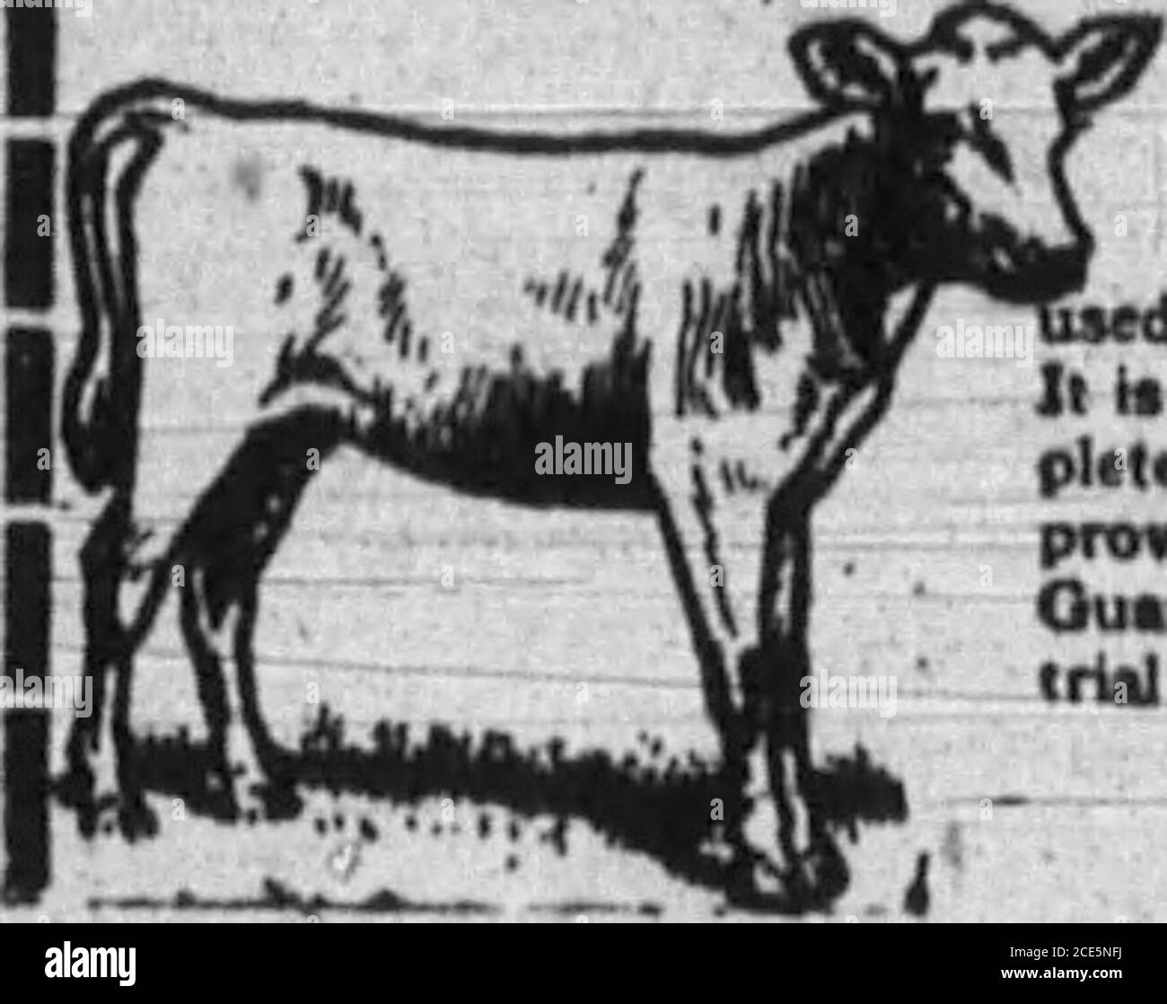 . Boone County Recorder . troubles and adds 50 per cent, to the strength and power of the car ; electrically startedand lighted makes driving a pleasure. Model R. Schibler Carburetor, the latest and bestmanufactured, with direct feed adds power on the hills. If interested and for full information write me at; Union or call Beaver 90. You put yourself un-der no obligation whatever by asking; for a free demonstration. See the Studebaker before buy-ing, compare it with any other car before deciding. Si JAS. W. HUEY, Union, Ky. Agt for Boone County IJ RAISE CALVESWITHOUT MILK ffc70/a£7 FRE€ { 1+ E Stock Photo