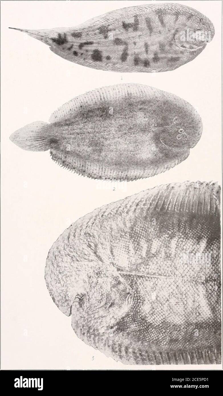 80 X 80 Mm High Resolution Stock Photography And Images Alamy