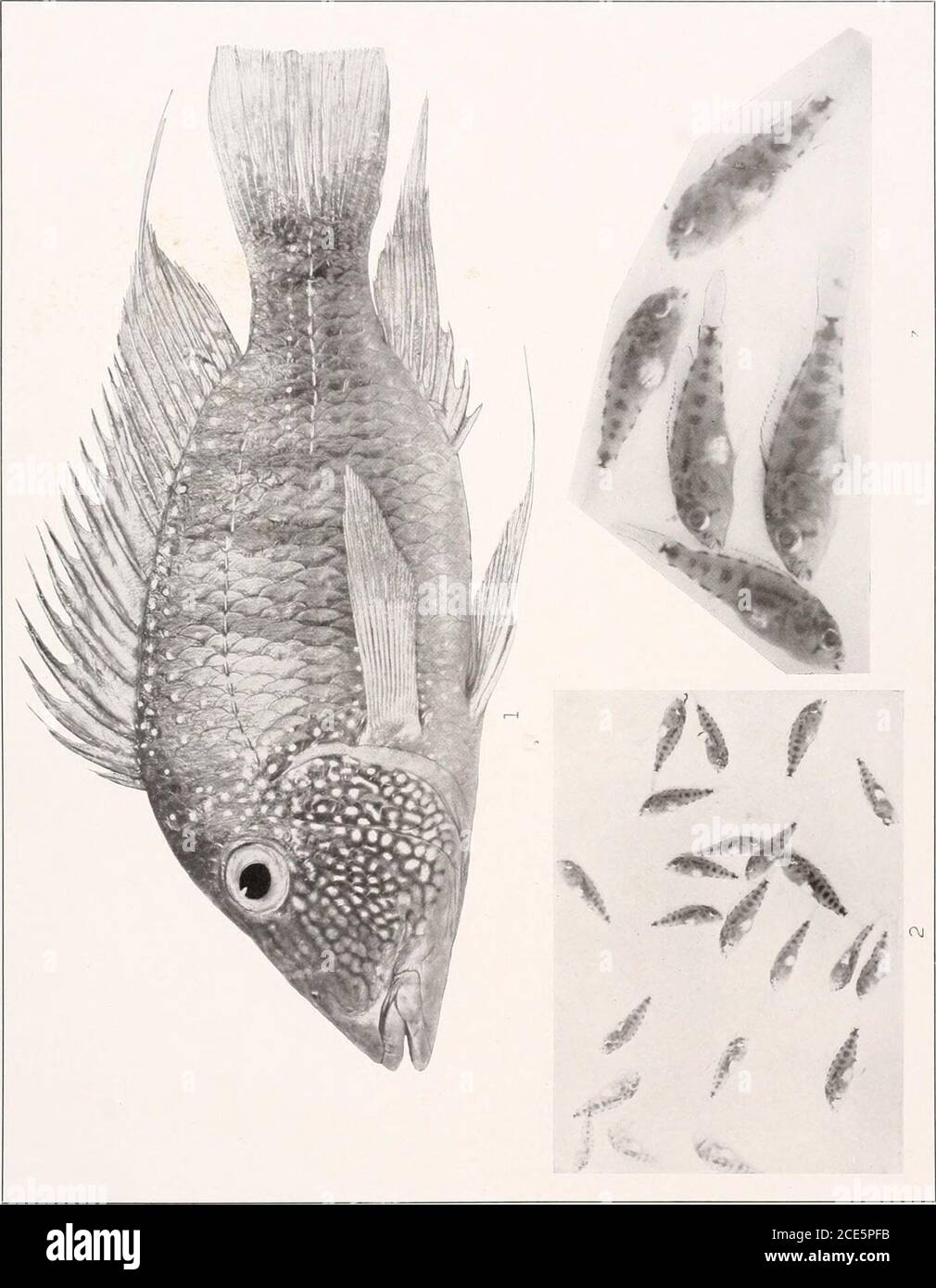 . The freshwater fishes of British Guiana, including a study of the ecological grouping of species and the relation of the fauna of the plateau to that of the lowlands . 1. NannacharabimaculataEigenmann. (Type.i 57mm. No.2304. 2. &quide?ispotaroensisTLiGENMA2iN.(Type.) 140 mm. No. 2407. :!. Geophagus surinamensis (Bloch). 17) mm. No. 2324. X E-i o &gt; o W z PS &lt; o w. o p c c o H Memoirs Carnegie Museum, Vol. V. Plate LXVIll Stock Photo