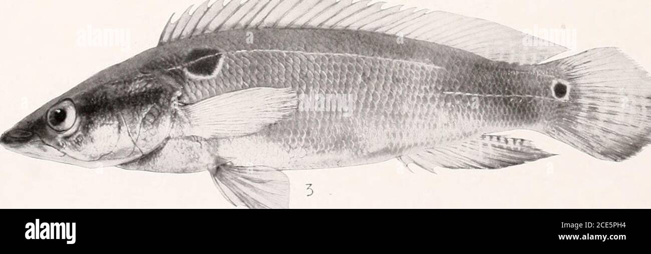 . The freshwater fishes of British Guiana, including a study of the ecological grouping of species and the relation of the fauna of the plateau to that of the lowlands . 1. Heterogramma ortmanni Eigenmann. (Type.) 64 mm. No. 2306. 2. Heterogramma steindachneriRegan. 67 mm. No. 2318. 3. Crenicichla alta Eigenmann. (Type.) 170 mm. No. 227-1. &gt;&lt; o w PS &lt;o o sw Stock Photo