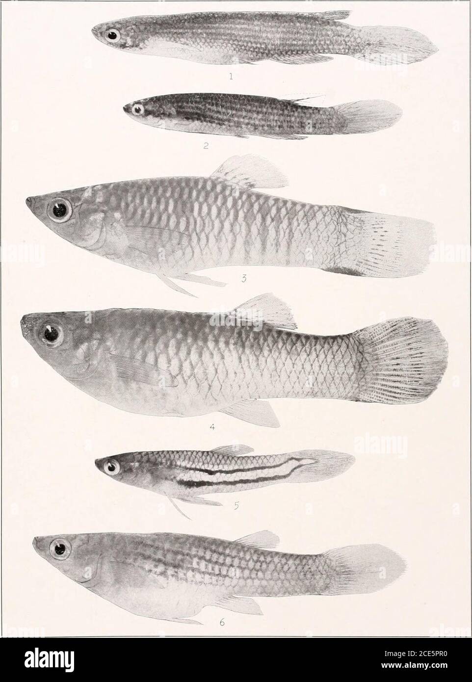 . The freshwater fishes of British Guiana, including a study of the ecological grouping of species and the relation of the fauna of the plateau to that of the lowlands . 1. Rivulusbreviceps Eigenmann. (Type.) 50mm. No. 1075. 2. Rivulusholmia Eigenmann, d. (Co-type.) 63 mm. No. 1077. 3. Rivulus holmia Eigenmann, 2. (Type.) 77 mm. No. L076. 4. Rivuluswaimacui Eigenmann, cf. (Cotype.) SS mm. No. 1079. 5. Rivulus waimacui Eigenmann, 9. (Type.)79 mm. No. 1078. 6. Rivulus stagnahts Eigenmann, cf. (Cotype.) 42 mm. No. 1083. 7. Rivulus stag-natus Eigenmann, v. (Type.) 44 mm. No. L082. Memoirs Carnegie Stock Photo