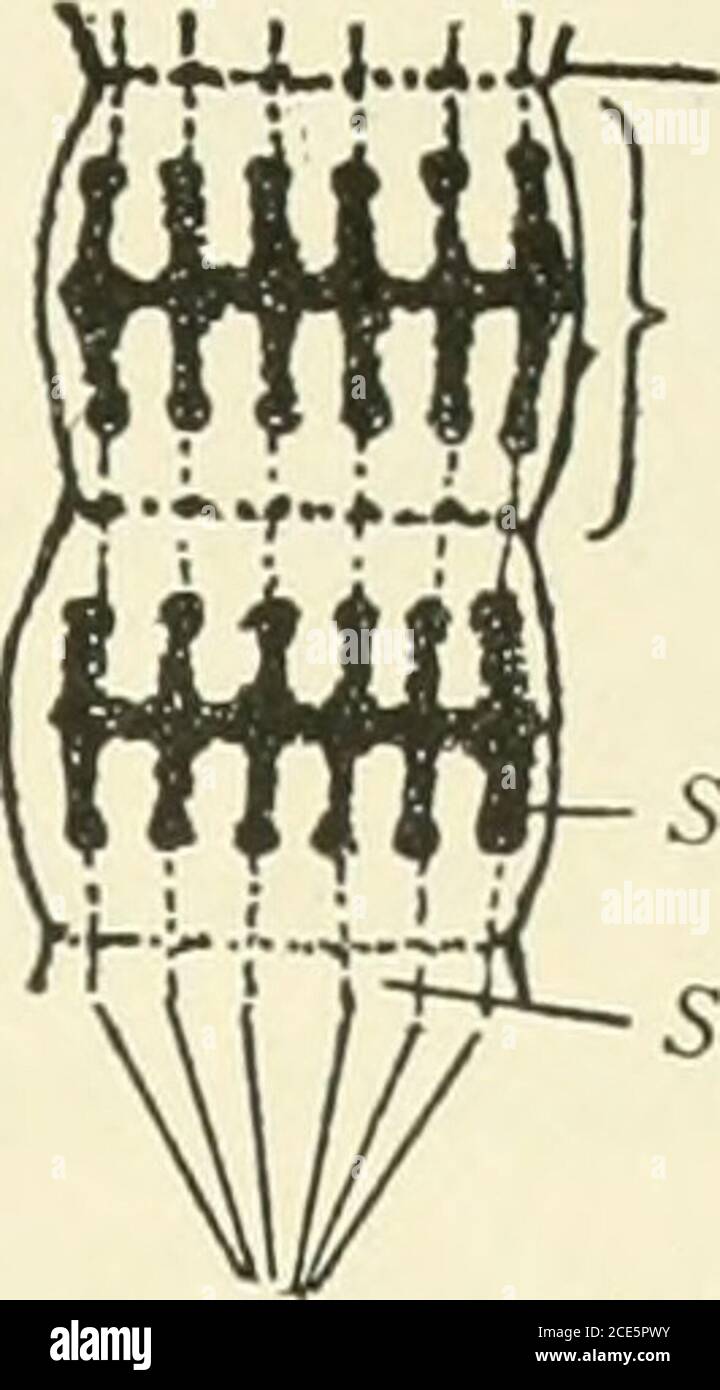 shortening hires stock photography and images Alamy