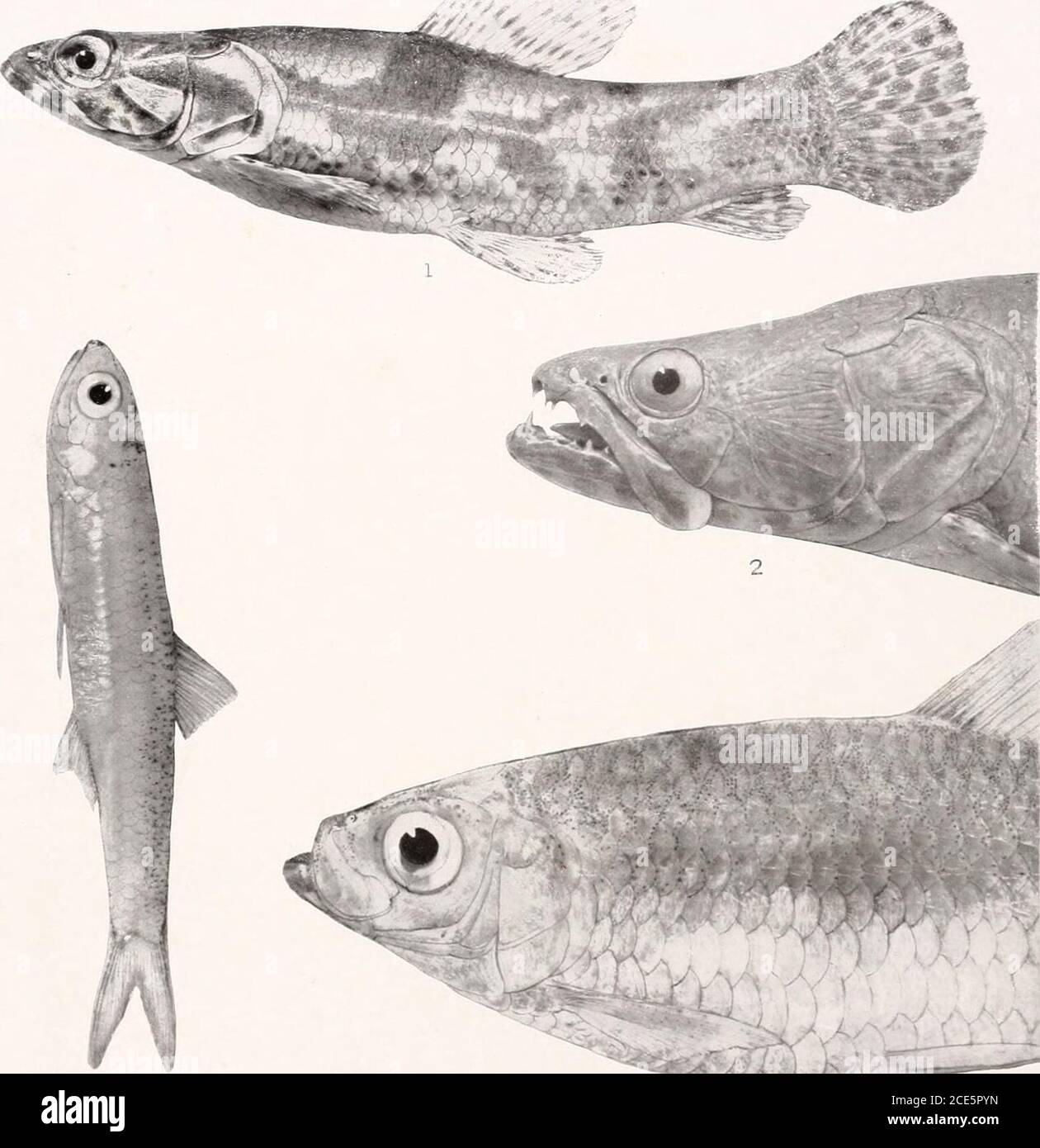 . The freshwater fishes of British Guiana, including a study of the ecological grouping of species and the relation of the fauna of the plateau to that of the lowlands . 1. AcanthocharaxmicrolepisEigenmann. (Type.) 105mm. No.2138. 2. HeterockaraxmacrolepisEiGES-mann. (Type 46 mm. o.2142. 3. Acestrarhynchus falcatus(Bi/OCH). L79 mm. No. 1960. 4. Acestro-rhynchus nasutvs Eigenmann. (Type.) 79 nun. No. 1959, Memoirs Carnegie Museum, Vol. V. Plate La 11. ;. /?&lt; Stock Photo