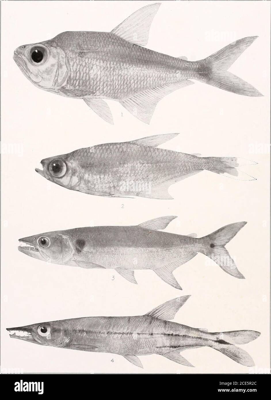 . The freshwater fishes of British Guiana, including a study of the ecological grouping of species and the relation of the fauna of the plateau to that of the lowlands . m 1. Exodon paradoxus Mcller and Troschel. 75 mm.(Type.) 104mm. No.2149. 3. Charaxgibbosus(Linnaeus).grammus Eigenmann. (Type.) 27 mm. No. 2137. No. 2145. 2. Rceboides thurni Eigenmann.87 mm. No. 2130. 4. Asiphonichlhys henii- Memoirs Carnegie Museum, Vol. V. Plate lxi.. 1. AcanthocharaxmicrolepisEigenmann. (Type.) 105mm. No.2138. 2. HeterockaraxmacrolepisEiGES-mann. (Type 46 mm. o.2142. 3. Acestrarhynchus falcatus(Bi/OCH). L Stock Photo