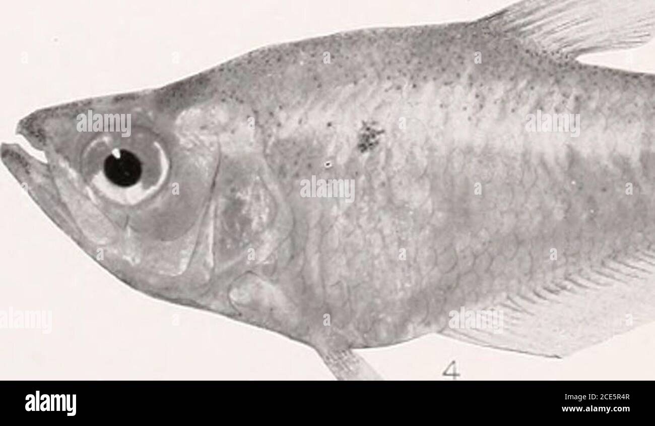 . The freshwater fishes of British Guiana, including a study of the ecological grouping of species and the relation of the fauna of the plateau to that of the lowlands .  3. m 1. Exodon paradoxus Mcller and Troschel. 75 mm.(Type.) 104mm. No.2149. 3. Charaxgibbosus(Linnaeus).grammus Eigenmann. (Type.) 27 mm. No. 2137. No. 2145. 2. Rceboides thurni Eigenmann.87 mm. No. 2130. 4. Asiphonichlhys henii- Memoirs Carnegie Museum, Vol. V. Plate lxi. Stock Photo