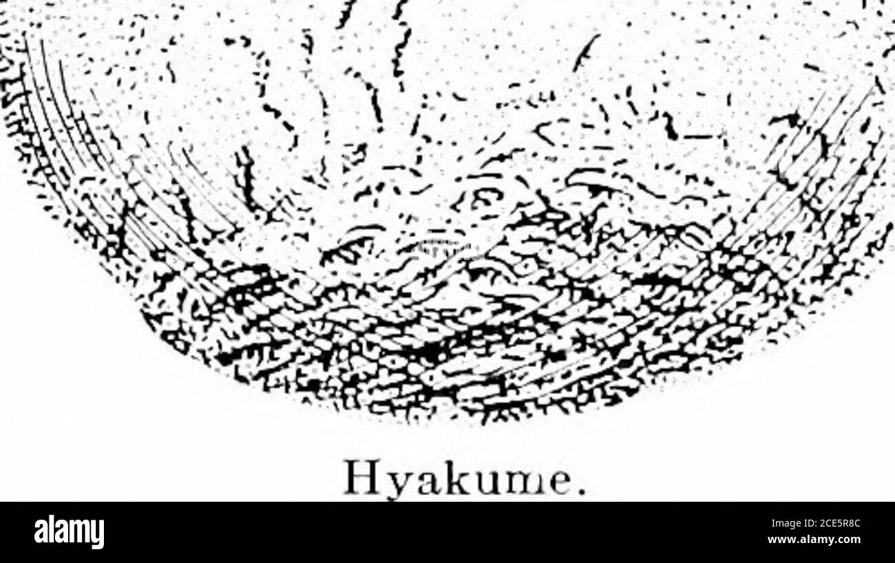 . American horticultural manual .. . Hiyakume.—Large, three inches in diameter, usually flattened butoften elongated; color yellow, with netted lines at the apex. Fleshorange red; only used when soft; a remarkable keeper. Tree ofdwarf growth. loyama Gaki. — Medium to large, round; slighth conical; coloryellowish orange, with dark netting at apex. Flesh dark brown,very sweet, and good when eaten before softening. Kurokuma.—Aery large, three to three and one-half inches indiameter, roundish, flattened. Flesh red, s«eet, and good when soft;keeps late, and requires house ripening. Minokari {Large Stock Photo