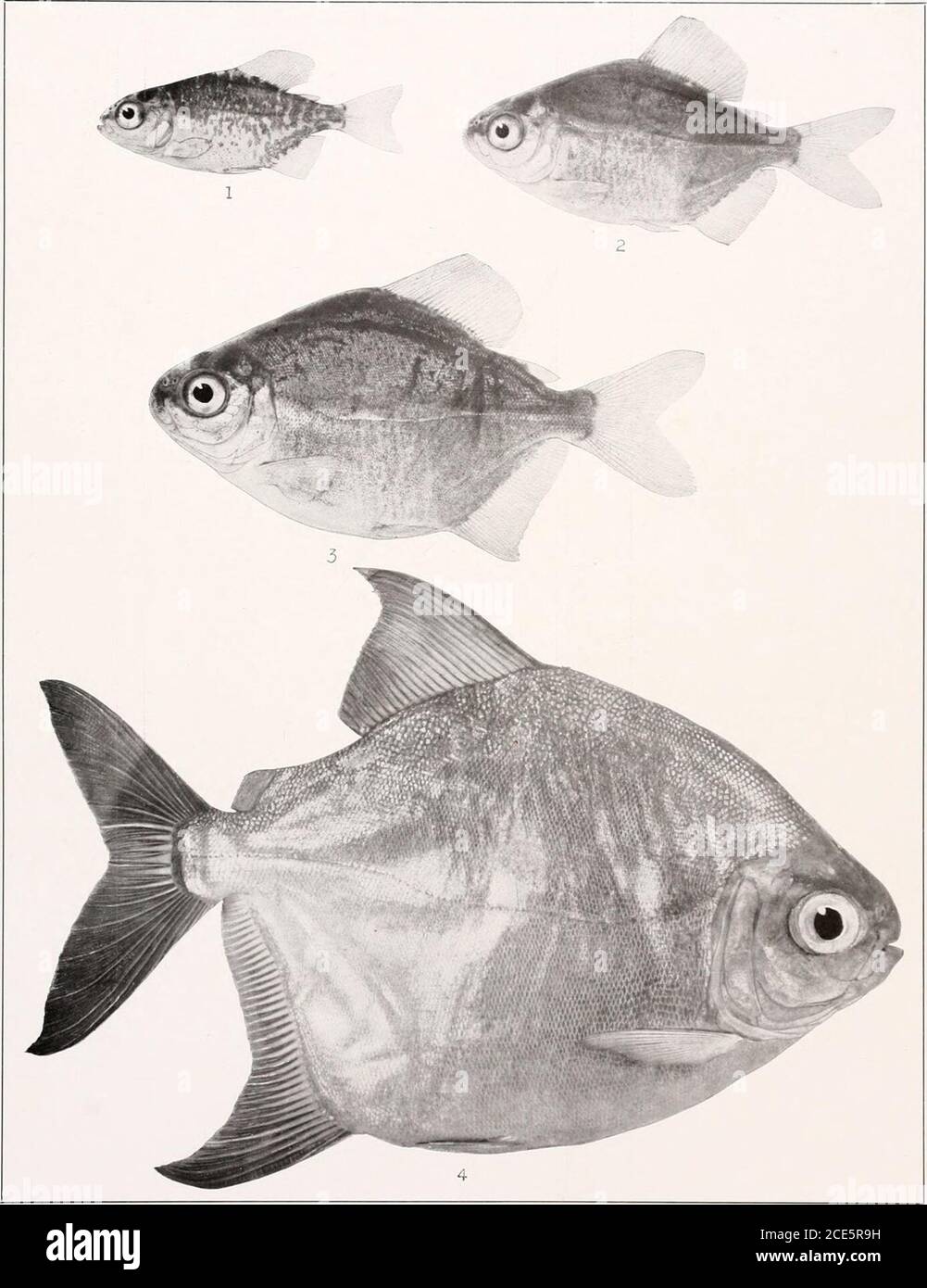 . The freshwater fishes of British Guiana, including a study of the ecological grouping of species and the relation of the fauna of the plateau to that of the lowlands . 1. Metynnis maculatus (Kneh). 65 mm. No.2216. 2. Myloplusrubrvpinnis (Mtjller andTroschel). 165 mm. No. 1129. 3. Myloplus asterias (Muller and Troschel), &lt;?. Memoirs Carnegie Museum, Vol. V, Plate lvii. Myloplus rhomboidalis (Cttvier). 1.22 mm. No. 2219a. 2.31.5 mm. No. 22196. 3.40 mm. No. 2219c. 4. 219 mm. No. 1490. Memoirs Carnegie Museum, Vol. V. Plate LIX. Stock Photo