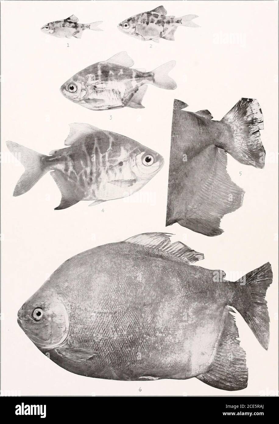 . The freshwater fishes of British Guiana, including a study of the ecological grouping of species and the relation of the fauna of the plateau to that of the lowlands . Myloplus rhomboidalis (Cttvier). 1.22 mm. No. 2219a. 2.31.5 mm. No. 22196. 3.40 mm. No. 2219c. 4. 219 mm. No. 1490. Memoirs Carnegie Museum, Vol. V. Plate LIX.. Myleus pacu (Schombxjrgk). 1. Young, 22 mm., No. 2220a. 2. Young, 27 mm., No. 22206. 3. Young, 5.5 mm.,No. 2220c. 4. Young. 55 mm., No. 2220d. 5. Tail of adult r/1; entire length, 535 mm., No. 2492. (i. Adult9, 515 mm., No. 2401. Memoirs Carnegie Museum, Vol. V. Plate Stock Photo