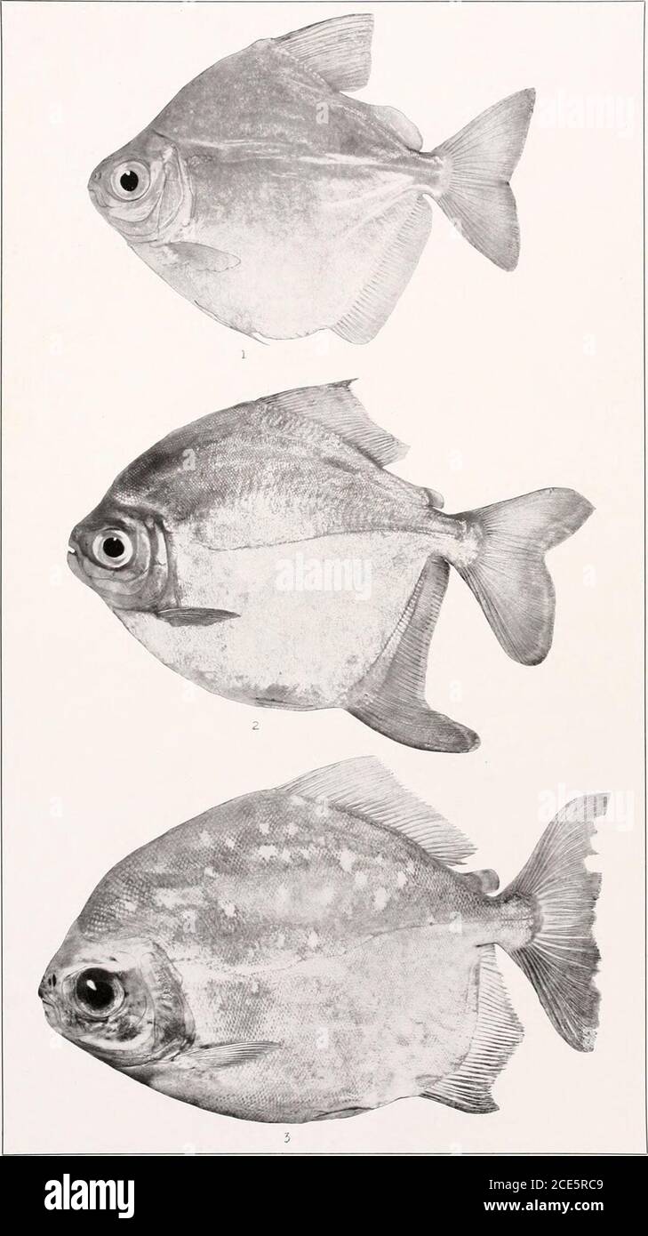. The freshwater fishes of British Guiana, including a study of the ecological grouping of species and the relation of the fauna of the plateau to that of the lowlands . 1. Serrasalmo rhombeus (Linnaeus). 56mm. No. 1741. 2. Pygocentrus bilineatusEigenmann. (Co-type.) 56 mm. I. U. No. 11,757. 3. Catoprion mento (Ctjvier). 79 mm. No. 1740. Memoirs Carnegie Museum, Vol. V. Plate LVI1. 1. Metynnis maculatus (Kneh). 65 mm. No.2216. 2. Myloplusrubrvpinnis (Mtjller andTroschel). 165 mm. No. 1129. 3. Myloplus asterias (Muller and Troschel), &lt;?. Memoirs Carnegie Museum, Vol. V, Plate lvii Stock Photo