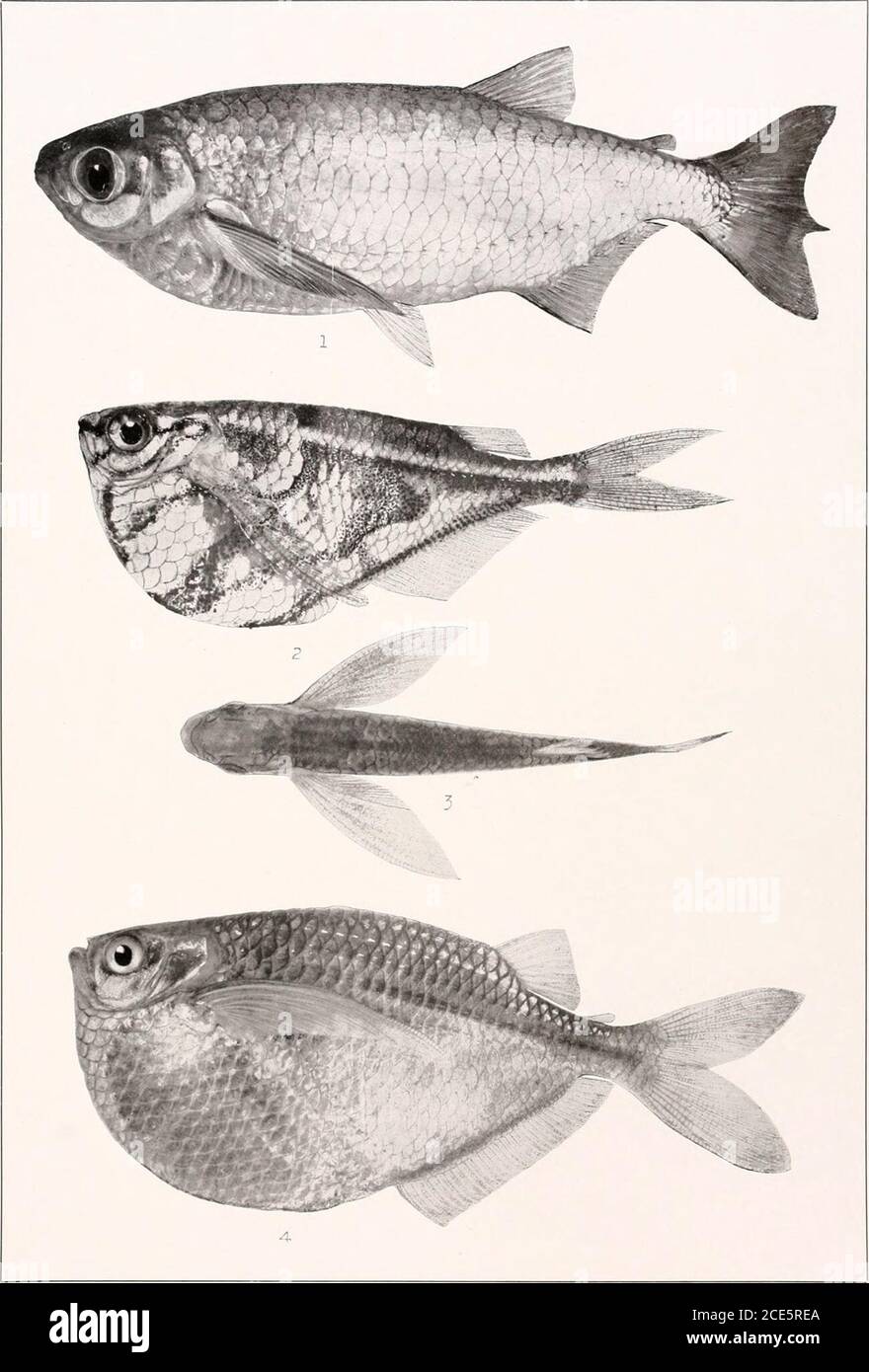 . The freshwater fishes of British Guiana, including a study of the ecological grouping of species and the relation of the fauna of the plateau to that of the lowlands . 1. Holobrycon pesu (Mtjller and Troschel). 150 mm. I. I. No. 12,105. 2. Brycon falcatus Muller andTroschel. 225 mm. No. 1818. 3. Brycon siebenthah Eigenmann. (Type.) 204 mm. No. 1819. Memoirs Carnegie Museum, Vol. V. Plate lv.. 1. Chalcinus rotundatus (Schomburgk). 186 nun. No. 2059a. 2. CarnegieUa strigata (Gunther).41 mm. No. 1296. 3. CarnegieUa strigata (Gunther). 41 mm. No. 1296. 4. Gasteropelecus sternicla(LiNNiEus). 65 m Stock Photo