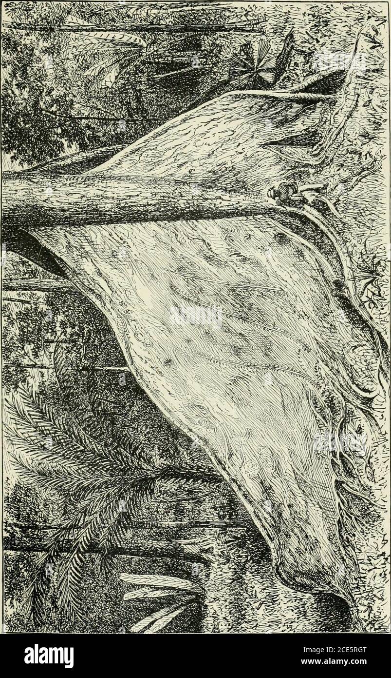Two Years In The Jungle The Experiences Of A Hunter And Naturalist In India Ceylon The Malay Peninsula And Borneo E Toread Or Write With Any Degree Of Comfort