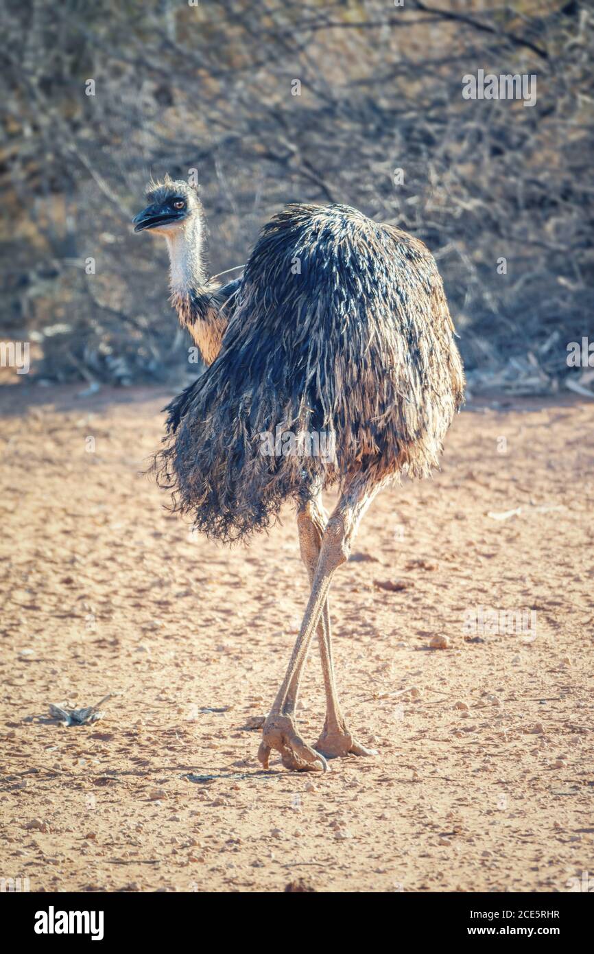 Emu bird in the Australia outback Stock Photo