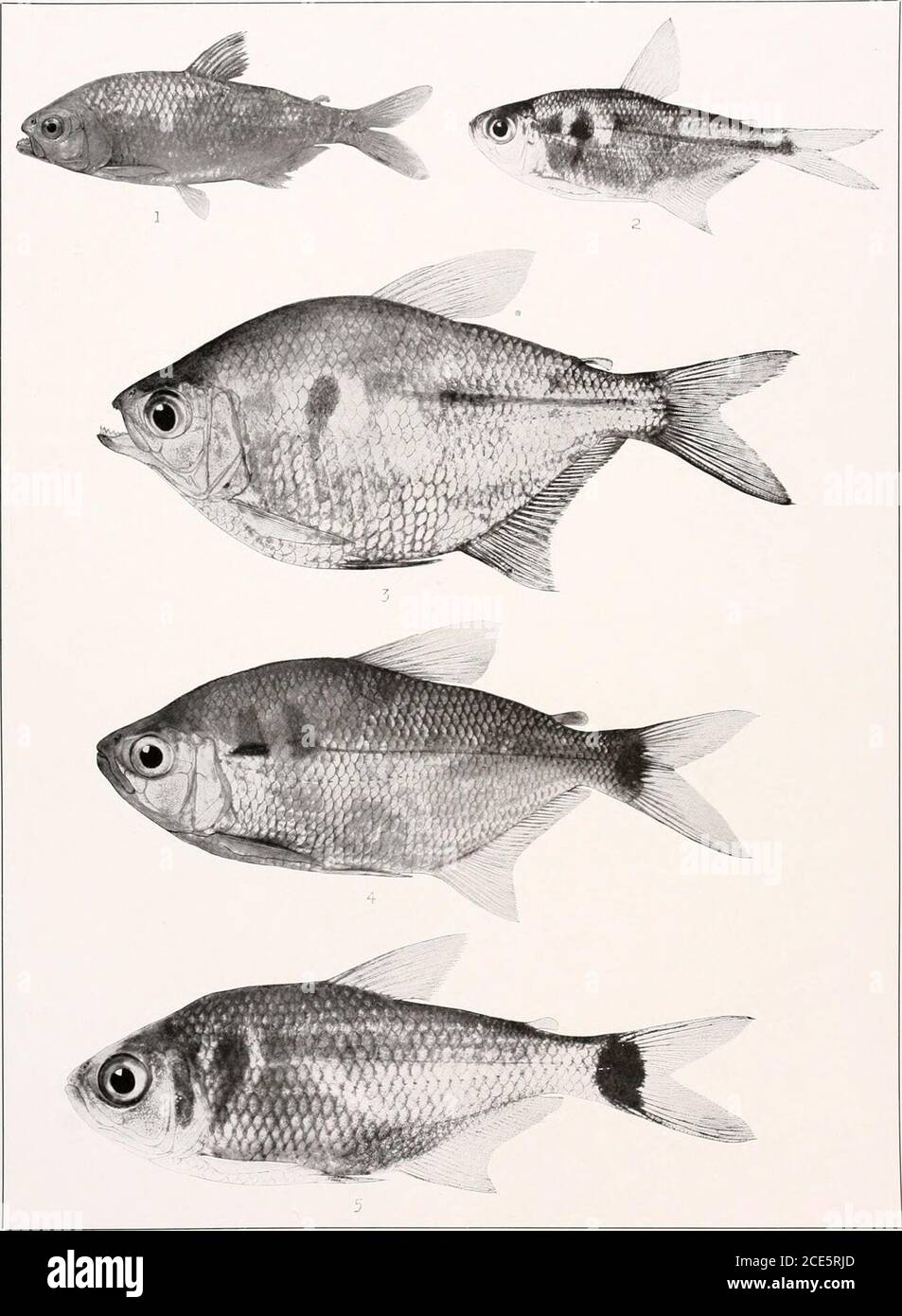 . The freshwater fishes of British Guiana, including a study of the ecological grouping of species and the relation of the fauna of the plateau to that of the lowlands . 1. Astyanax guianensis Eigenmann. (Type.) 54 mm. No. L013. 2. Astyanax essequibensis Eigen-mann. (Type.) 53 mm. No. 1018. 3. Astyanax initiator Eigenmann. (Type.) 53 mm. Xo. 102:-!.4. Astyanax mucronatus Eigenmann. (Type.) 53 nun. No. 1025. Memuirs Carnegie Museum, Vol. v. Plate LI!. 1. Astyanax wappi (Cuvier and Valenciennes). From specimens in British Museum. 2. Pcecilurichthyspolylepis (Gtjnther). 50 nun. No. 1419a. 3. Pcec Stock Photo