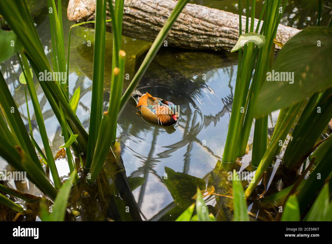Mandarin duck is chilling in the pond at Jewel Changi Airport, Singapore. Stock Photo