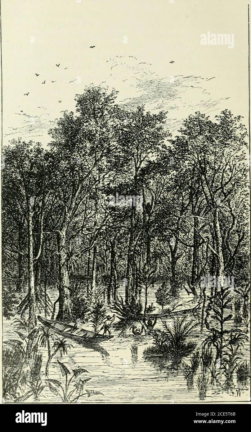 Two Years In The Jungle The Experiences Of A Hunter And Naturalist In India Ceylon The Malay Peninsula And Borneo Me Neaily Opposite The Treecontaining Our Intended Victim But