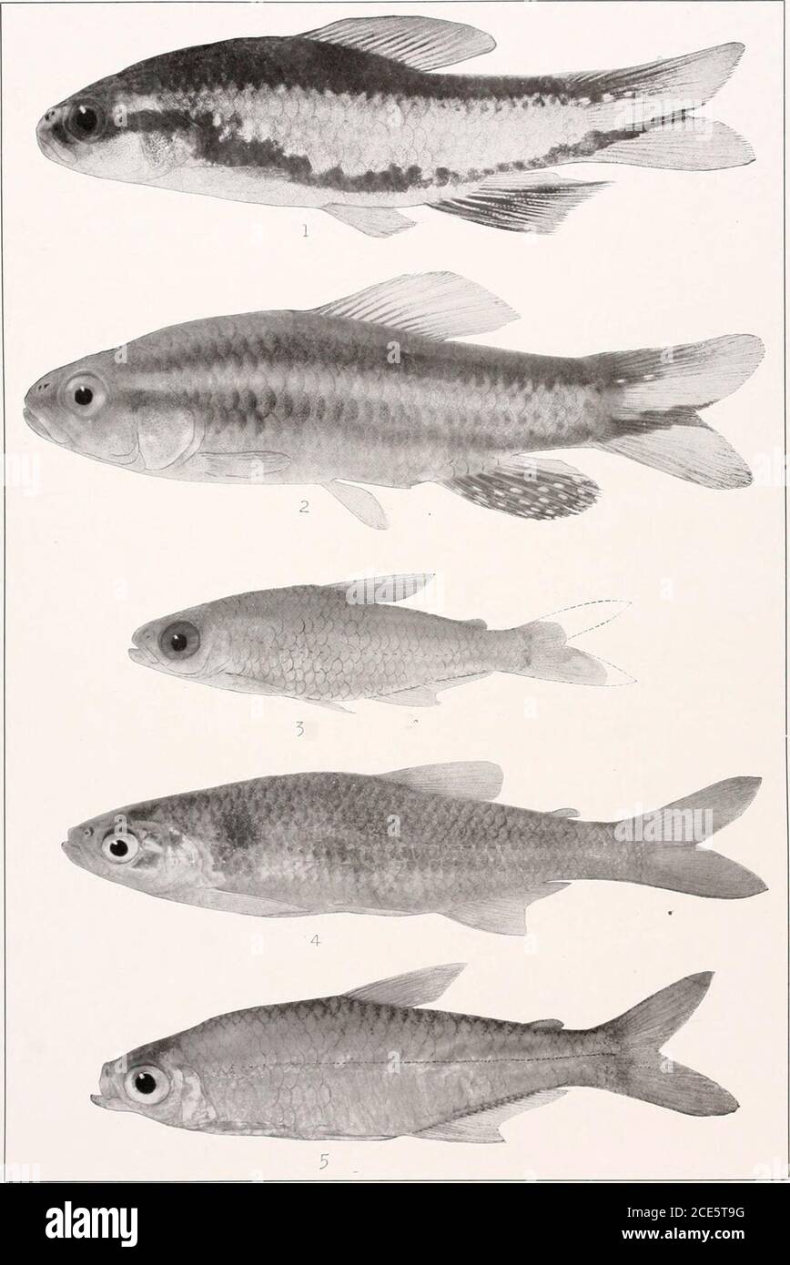 . The freshwater fishes of British Guiana, including a study of the ecological grouping of species and the relation of the fauna of the plateau to that of the lowlands . 1. Leporinus dliemus Eigenmann. (Type.) 200 nun. No. 1N27. 2. Leporinus maculatus MIlleb amiTroschel. 73 mm. I. I. No. 12.127. 3. Leporinus granti Eigenmann. (Type.) 144 mm. No. 1851.4. Leporinusfriderici (Bloch). 04 mm. No. 2214. Memoirs Carnegie Museum, Vol. V. Plate XLIV.. 1. Pcecilocharax bovallii Eigenmann. (Type, oV) 43 mm. No. 1136a. 2. Pceeilocharax bovalliiEigenmann. (Type, 9.) 40 mm. No. 11366. 3. Odontostilbe meland Stock Photo