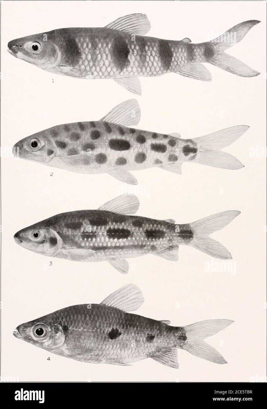. The freshwater fishes of British Guiana, including a study of the ecological grouping of species and the relation of the fauna of the plateau to that of the lowlands . Memoirs Carnegie Museum, Vol. V. Plate XLI1. 1. Leporinus dliemus Eigenmann. (Type.) 200 nun. No. 1N27. 2. Leporinus maculatus MIlleb amiTroschel. 73 mm. I. I. No. 12.127. 3. Leporinus granti Eigenmann. (Type.) 144 mm. No. 1851.4. Leporinusfriderici (Bloch). 04 mm. No. 2214. Memoirs Carnegie Museum, Vol. V. Plate XLIV. Stock Photo