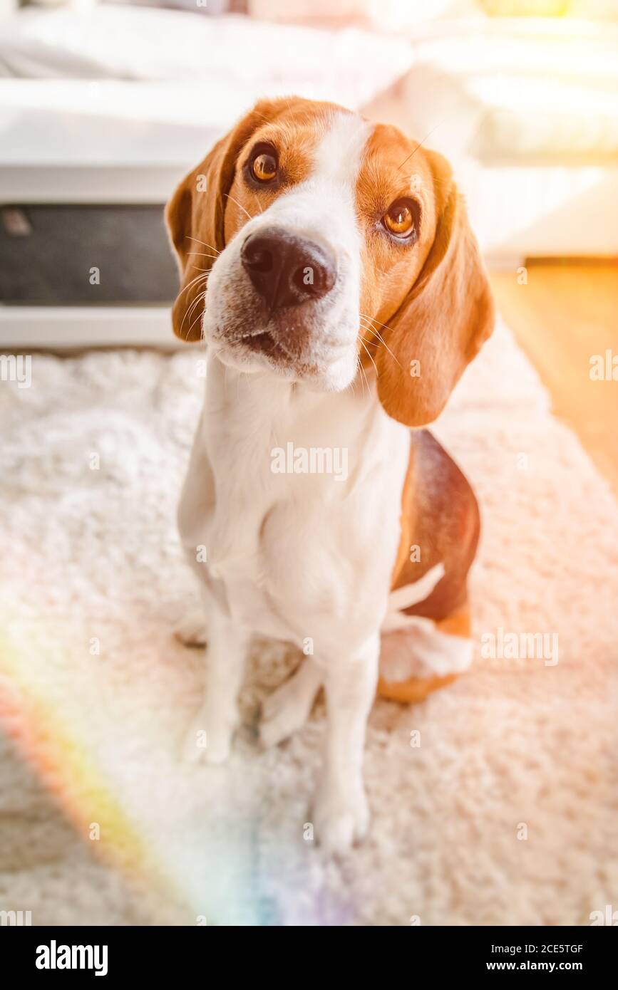 Ripping up carpet hires stock photography and images Alamy