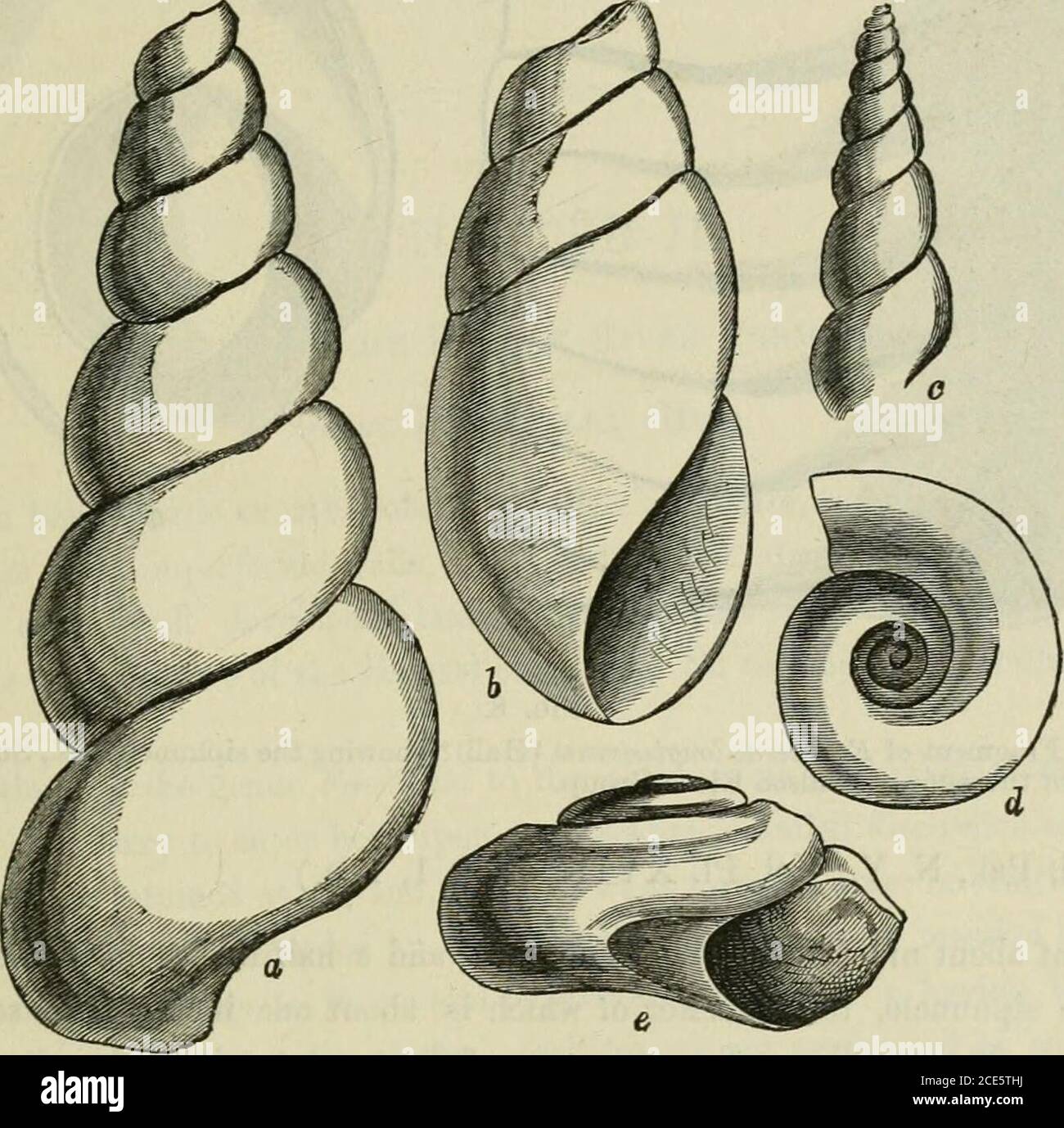 . Ontario Sessional Papers, 1874, No.4-26 . —e). Casts of this species may usually be dictinguished by the small size and slender form ofthe shell, and the convex, not angulated whoris. Locality and Formation, Trenton Limestone, Trenton and Collingwood. 38. Murchisonia subpusuormis (Hall).Fig. lb. {Ref Pal. N.Y., Vol. I., Plate XXXIX., Figs. -la-b). This species has also only come uoder my notice in the condition of casts, which arereadily distinguished by the comparative flatness of the whorls, and their obliquity. Thebody-whorl is ventricose and considerably elongated. It is quite probable t Stock Photo