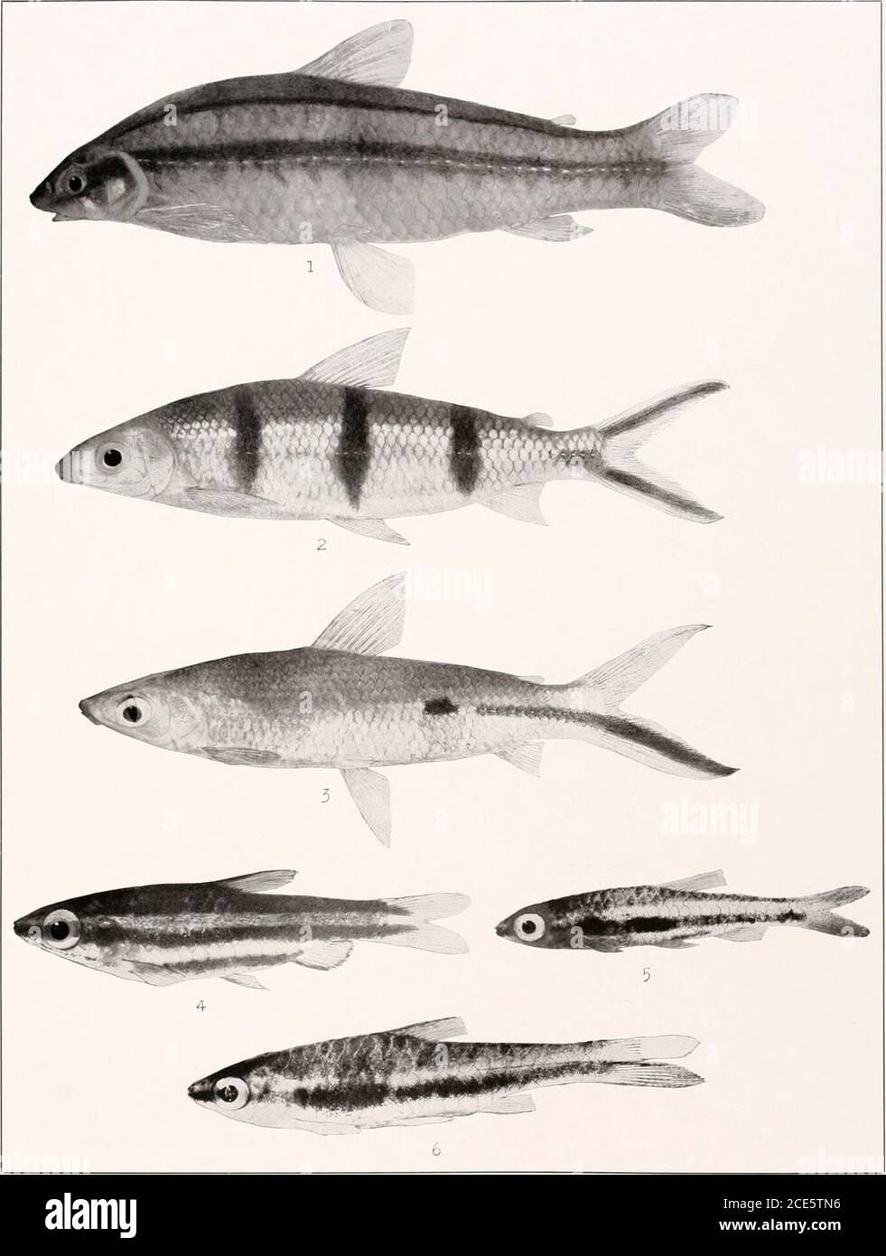 . The freshwater fishes of British Guiana, including a study of the ecological grouping of species and the relation of the fauna of the plateau to that of the lowlands . 1. Curimatus schomburgki Gunther. 146 mm. No. 2071a. 2. Prochilodus maripicru Eigen-ma.nn. (Type.) 282 mm. No. 2()(&gt;(i. .!. Tylobronchus maculosus Eigenmann. (Type.) 113mm. No. 1923. 4. Chilodus punctatus Muller and Thoschel. 77 mm. No. 1916. Memoirs Carnegie Museum, Vol. V. Plate XXXVI. 1. Parodon bifasciatus Eigenmann. (Type.) 104 mm. No. 1925. 2. Hemiodus quadrimaculatus Pelle-grin. 125 mm. No. 1930. 3. Hemiodus semitozn Stock Photo