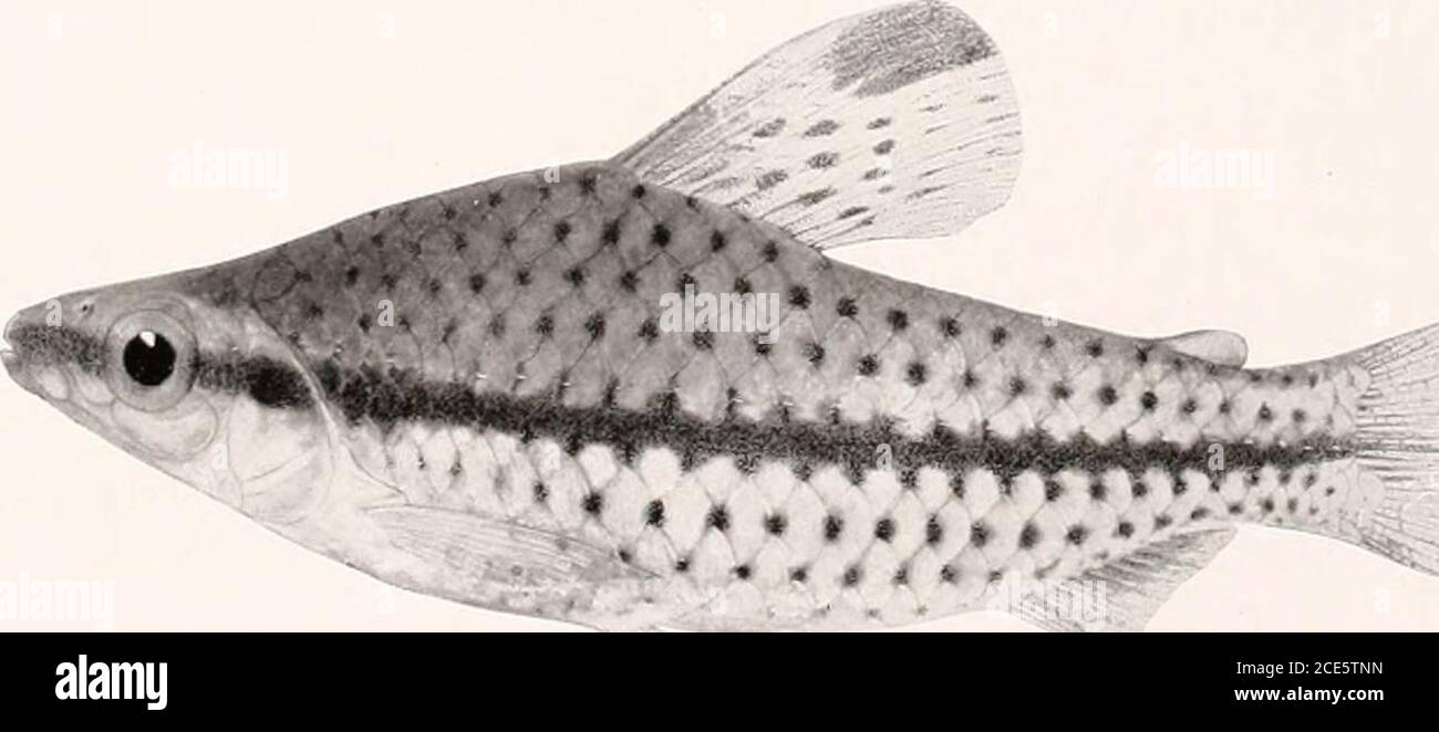. The freshwater fishes of British Guiana, including a study of the ecological grouping of species and the relation of the fauna of the plateau to that of the lowlands . 5a«*TaW £»:&•». 1. Curimatus schomburgki Gunther. 146 mm. No. 2071a. 2. Prochilodus maripicru Eigen-ma.nn. (Type.) 282 mm. No. 2()(&gt;(i. .!. Tylobronchus maculosus Eigenmann. (Type.) 113mm. No. 1923. 4. Chilodus punctatus Muller and Thoschel. 77 mm. No. 1916. Memoirs Carnegie Museum, Vol. V. Plate XXXVI Stock Photo