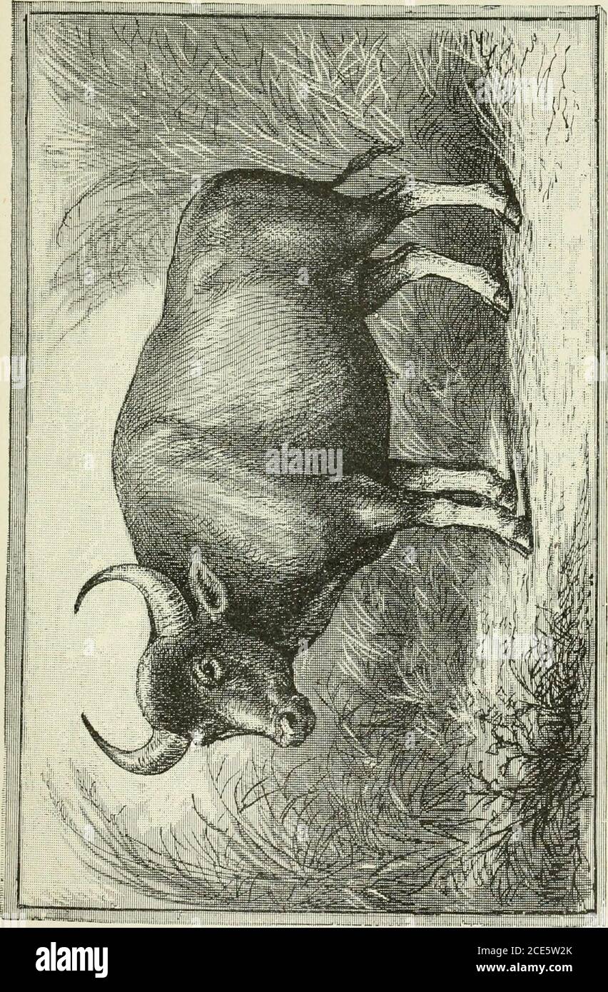 Two Years In The Jungle The Experiences Of A Hunter And Naturalist In India Ceylon The Malay Peninsula And Borneo T Bare Its Body Color Is A Darkmahogany Brown