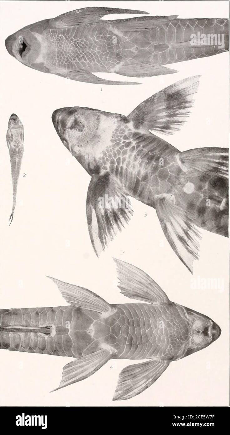 . The freshwater fishes of British Guiana, including a study of the ecological grouping of species and the relation of the fauna of the plateau to that of the lowlands . 1. Loricariichthys microdon Eigenmann. (Type.) 90mm. No. 1507. 2. LoricariichthysgriseusEigenmann.(Type.) 131mm. No. 1504. 3. Loricariichthys brunneus(Hancock). 110mm. No. 1499. 4. Loricariichthysplatyurus (Muller and Tboschel). 142 mm. No. 1510. 5. Loricariichthys stewarti Eigenmann. (Type.)81mm. No. 1508. (&gt;. Harttia platystoma (Gunthee). 160 mm. No. 1511. Memoirs Carnegie Museum. Vol. V. Plate XXXI. 1. Harttiaplatystoma Stock Photo