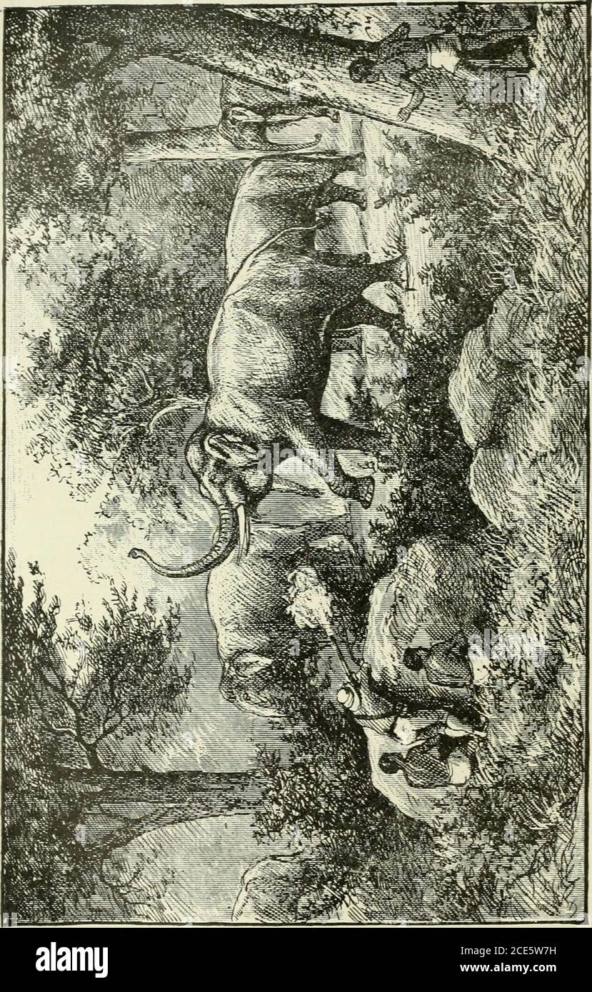 Two Years In The Jungle The Experiences Of A Hunter And Naturalist In India Ceylon The Malay Peninsula And Borneo E To Where He Had Lain Him Down To