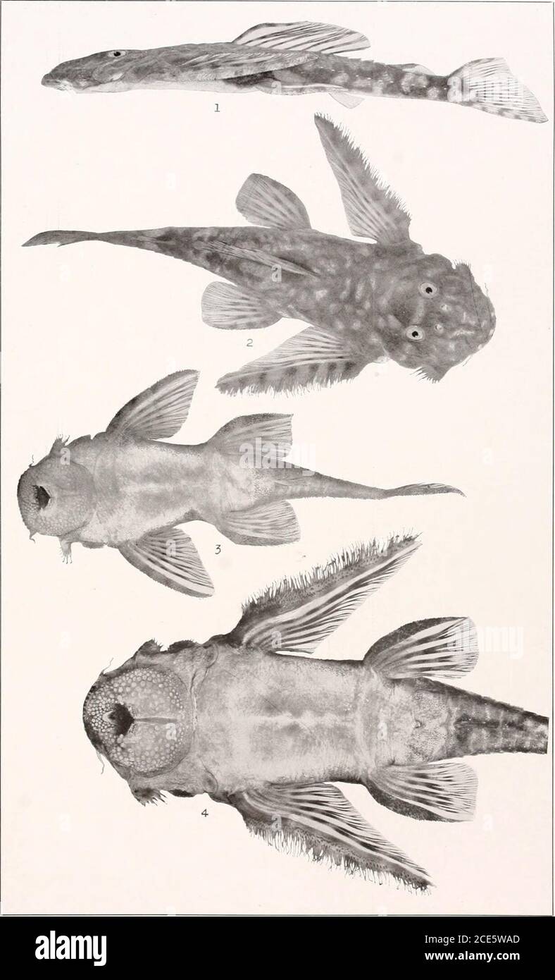 . The freshwater fishes of British Guiana, including a study of the ecological grouping of species and the relation of the fauna of the plateau to that of the lowlands . 1-2. Hemiancistrus braueri Eigenmann. (Type.) 120 nun. In3. Pseudancistrus barbatus (Cuvieh and Valenciennes). Berlin Museum. (Coll. Schomburgk.)140 mm. No. 1533. Memoirs Carnegie Museum, Vol. V. Plate XXIX.. 1-2. Lithoxus lithoides Eigenmann, d&gt;Eigenmann, v. Ventral surface. 57 mm.tral surface. (Type.) 86 mm. No. 1527. Type.) 86 mm. No. 1527. 3. Lithoxus lithaidesNo. 1528. 4. Lithoxus lithoides Eigenmann, d1. Ven- I Figure Stock Photo