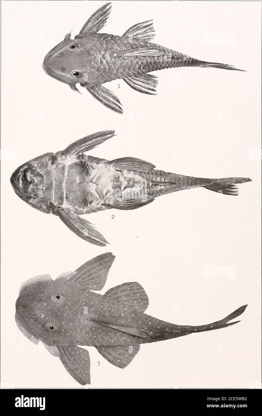 . The freshwater fishes of British Guiana, including a study of the ecological grouping of species and the relation of the fauna of the plateau to that of the lowlands . 1 :!. Corymbophanes andersoni Eigenmann. (Type.) 86 mm. No. 1001. Memoirs Carnegie Museum, Vol. V. Plate xxviii.. 1-2. Hemiancistrus braueri Eigenmann. (Type.) 120 nun. In3. Pseudancistrus barbatus (Cuvieh and Valenciennes). Berlin Museum. (Coll. Schomburgk.)140 mm. No. 1533. Memoirs Carnegie Museum, Vol. V. Plate XXIX. Stock Photo