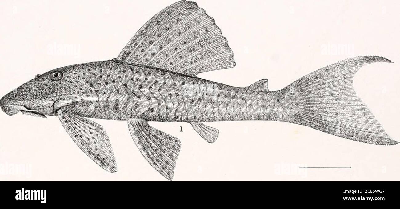 . The freshwater fishes of British Guiana, including a study of the ecological grouping of species and the relation of the fauna of the plateau to that of the lowlands . 1. Hoplosternum littarale (Hancock). 192 mm. No. 1575. 2. Hoplosternum thoracatum (Cuvier andValenciennes). 110 mm. No. 1579 3. Corydoras pundatus (Bloch). 51mm. No. 1561. Memoirs Carnegie Museum, Vol. V. Plate XXV.. ,????: ?--? ?.:?!.. s. ^m Stock Photo