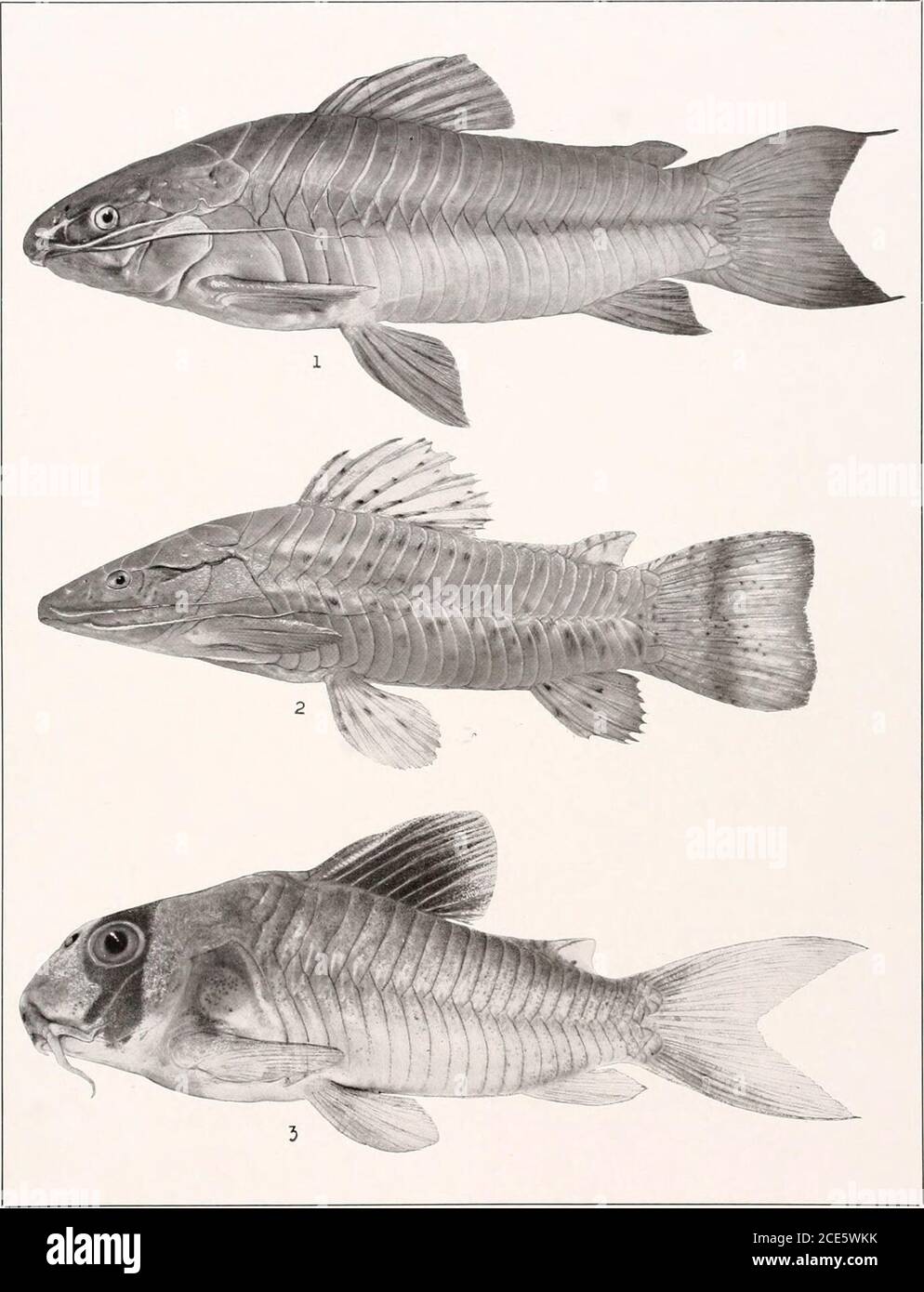 . The freshwater fishes of British Guiana, including a study of the ecological grouping of species and the relation of the fauna of the plateau to that of the lowlands . GO IN o zz z H cH s5 o zz sz aa W w Memoirs Carnegie Museum, Vol. V. Plate XXIV.. 1. Hoplosternum littarale (Hancock). 192 mm. No. 1575. 2. Hoplosternum thoracatum (Cuvier andValenciennes). 110 mm. No. 1579 3. Corydoras pundatus (Bloch). 51mm. No. 1561. Memoirs Carnegie Museum, Vol. V. Plate XXV. Stock Photo