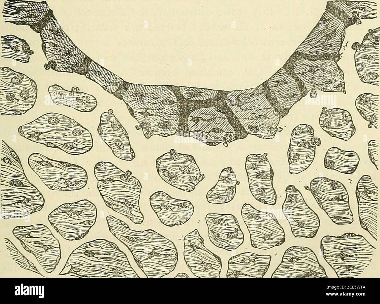 Represent connective tissue hi-res stock photography and images - Alamy