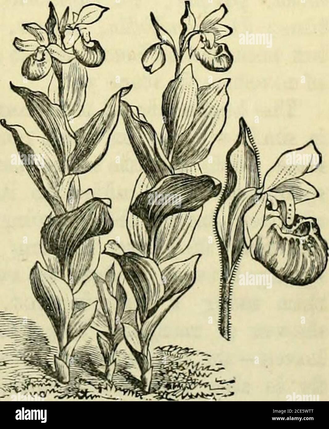 . The orchid-grower's manual : containing descriptions of the best species and varieties of orchidaceous plants . Swartz.—One of the finest and most distinct of the terrestrial section. It grows about teninches high, has oblong acute leaves, and produces its charm-ing large purple flowers early in June. Fig.—Bot. Mag., t.Bot. Ren., t. 1534.—Siberia ; Altai. Cypripedium parviflorum, Salisb.—A handsome fragrantspecies, somewhat resembling C. Calceolus, but taller; thestem and oval acuminate leaves are slightly downy, the sepalsand petals a little twisted, yellow streaked with reddishbrown, the l Stock Photo