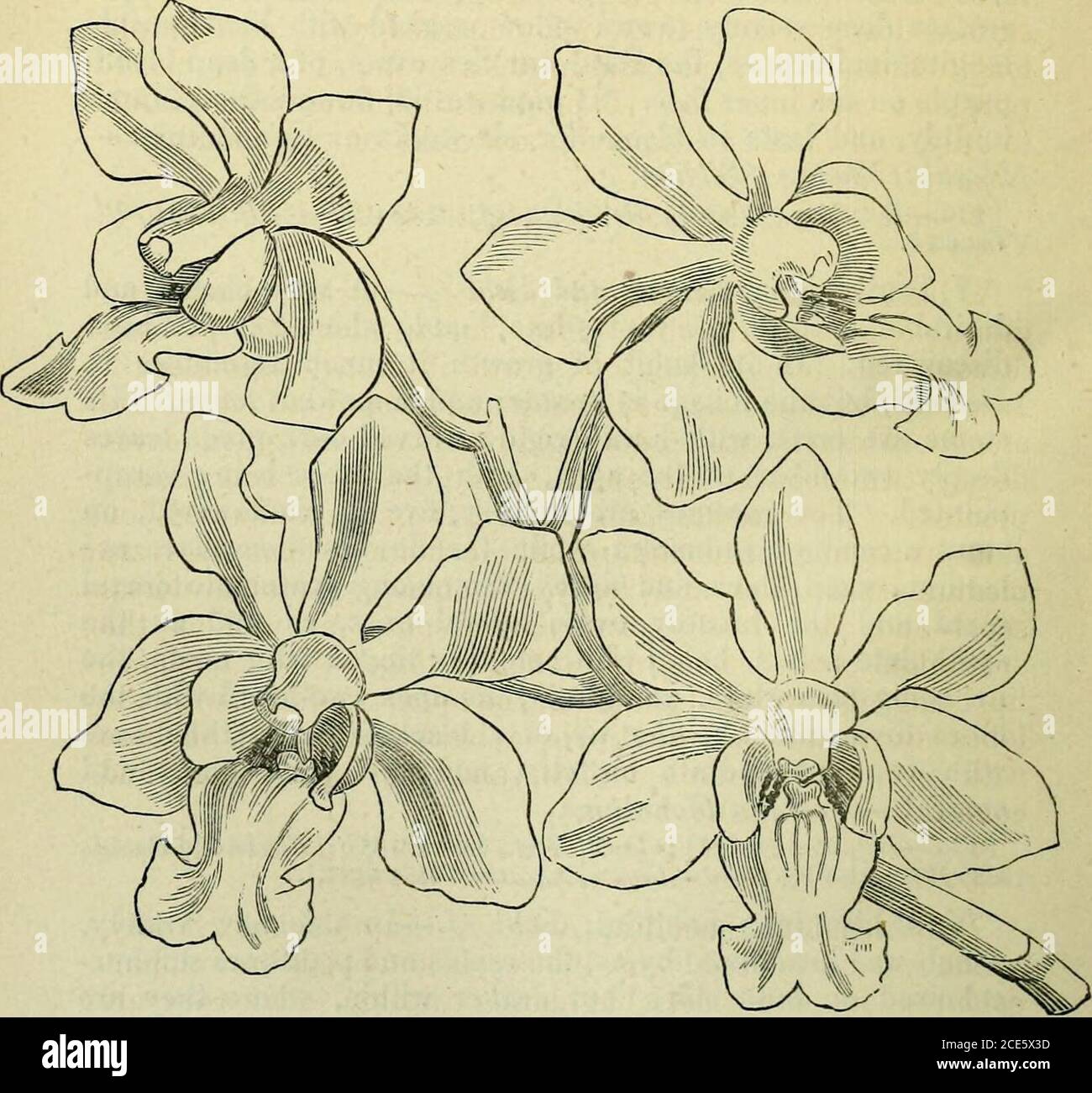 . The orchid-grower's manual : containing descriptions of the best species and varieties of orchidaceous plants . 21. V. Denisoniana hebraica, BcU. /.—In this new variety, which was introduced by us, the sepals and petals are sulphur-coloured on both sides, but darker within, where they arecovered with numerous spots, and transverse short bars,somewhat resembling Hebrew characters ; spur orange in-side ; anterior part of the blade of the lip olive green.Flowers in July.—Burmah. V. gigantea, Lindley.—A noble and stately plant, withbold distichous dark green broadly lorate recurved toughfleshy l Stock Photo