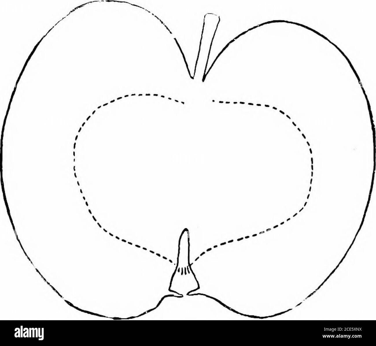 . American horticultural manual .. . regular, ol)tuse, often russeted; stem medium; basin smooth,wide, sliallow or medium depth; calyx closed; segments flat con-vergent. Core closed; cells ovate, axile; tube funnel-sliaped; stamensmarginal; seeds few, short, plump; flesh yellow, fine-grained, firm,juicy, mild, pleasant, saccharine, subacid, very good. Late winterand spring, even keeping till .July. Tetofsky (Tctofski).—Origin, Russia; tree hardy, very upright,an early annual bearer. Bowlings spelling Tetofsky is usually pre-ferred to Warders version Tctofski. Fruit medium or below, oblate to r Stock Photo