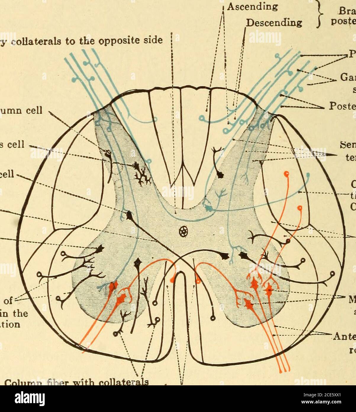 Diseases of the nervous system . cesses. 48 HISTOLOGY OF THE CENTRAL  NERVOUS SYSTEM A. THE MOTOR TRACT (1) THE FIRST MOTOR NEUEOX (a) The First  Motor Neuron in the Spinal