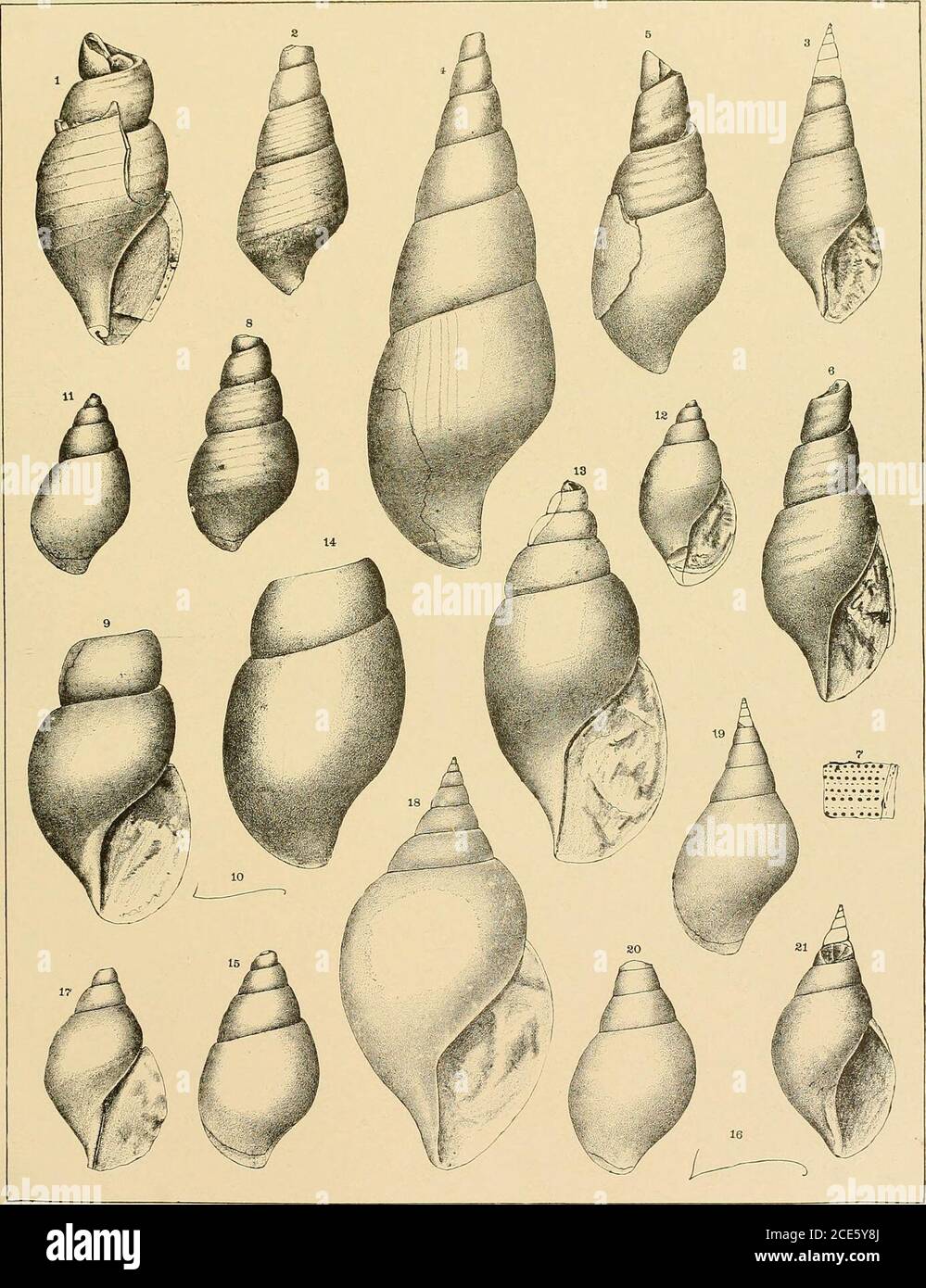 . The Geology of Minnesota . of the lip of the specimen represented by figs. 13 and 14. Figs 17 and 18 Fu.sispira inflata Meek and Worthen 1075 17 Apertural view of a cast of the interior of a young specimen. Lower part of Fusispira bed, Kenyon, Minnesota. 18 Apertural view of a large and nearly perfect cast of the interior, showing the adult appearance of the species. Fusispira bed, Goodhue county, (HaderP. O.), Minnesota. In the variety which occurs in the Maclurea bed theunder side of the whorls is more ventricose, causing the bend in the inneroutline of the aperture to be more abrupt. Figs Stock Photo