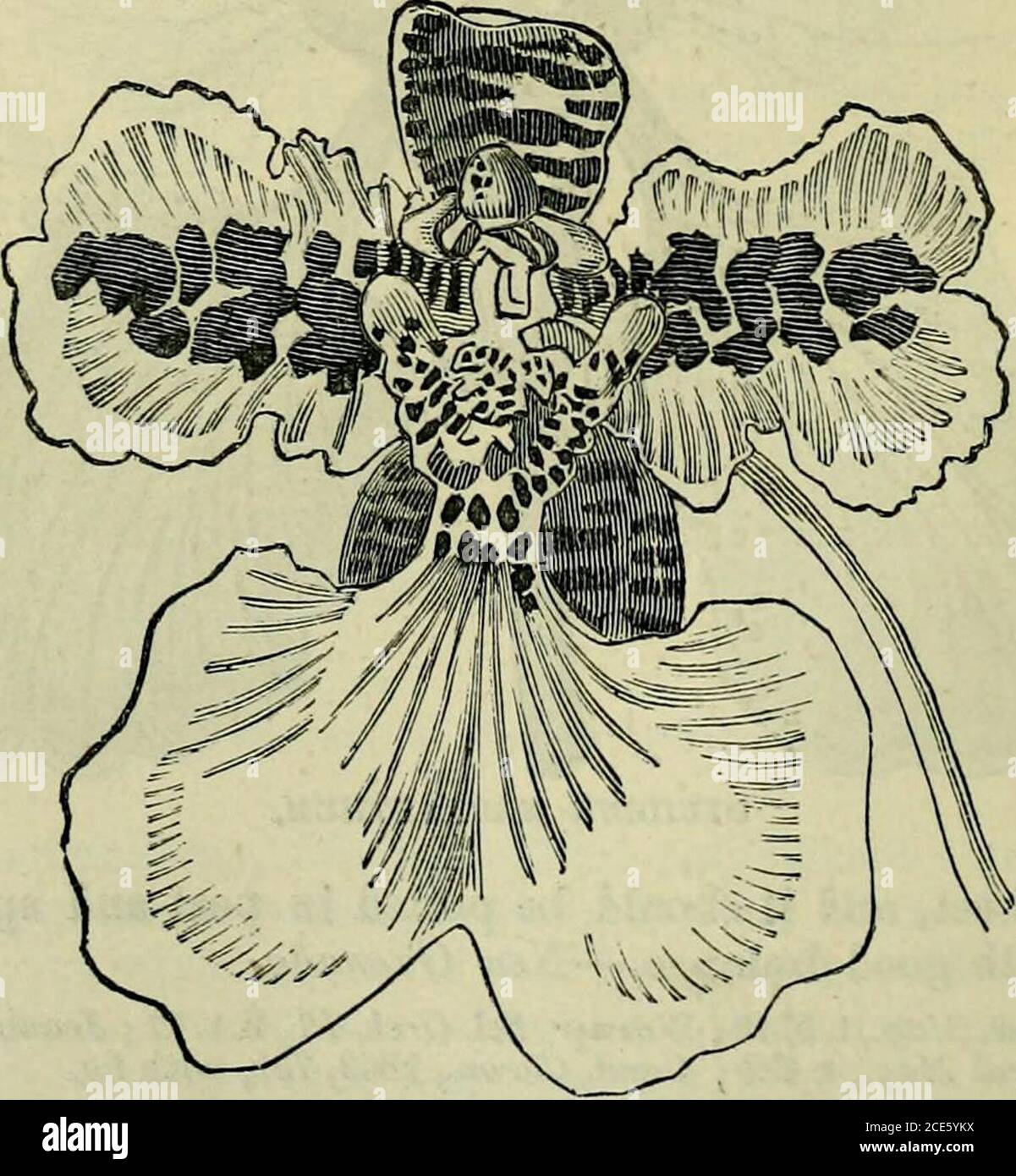 . The orchid-grower's manual : containing descriptions of the best species and varieties of orchidaceous plants . Lindley.—A neat and pleasing species, withovate compressed angulate pseudobulbs, bearing two broadlyligulate leaves at the top, and having others springing fromthe base, out of whose axils the scape arises. The flowersare in racemes, and consist of obovate-lanceolate acuminateyellowish green sepals and petals marked with purple blotches,and an oblong-ovate apiculate lip, which has a stout tooth oneach side about the middle, and is of a pale sulphur yellow,whitish at the base, where Stock Photo