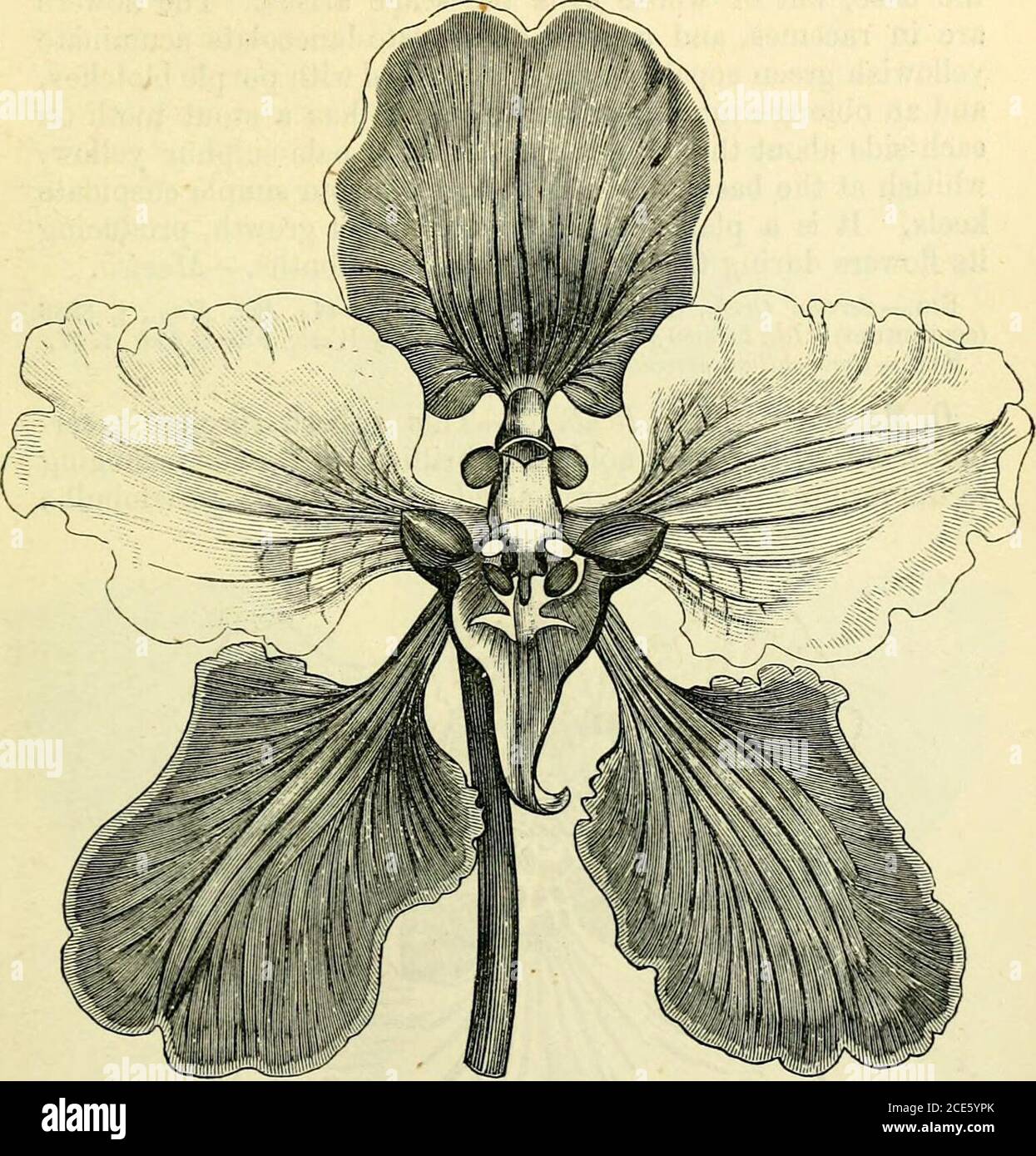 . The orchid-grower's manual : containing descriptions of the best species and varieties of orchidaceous plants . months, and continues in per-fection a long time. This is best grown in a pot with peat.—Jamaica. Fia.—Bot. Reg., 1839, t. 16. Syn.—Oncidiumcuneatum; O.Borjdii; Epidendruvi guttatum; Cymbidiumguttatum. 0. macrantlium, Lindley.—This magnificent Oncidium is agreat acquisition to the genus, being one of the handsomestspecies yet introduced. It is of free growth, with large ovoidpseudobulbs, lanceolate loriform acuminate dark green leaves,and scapes several feet long, twining, branchin Stock Photo