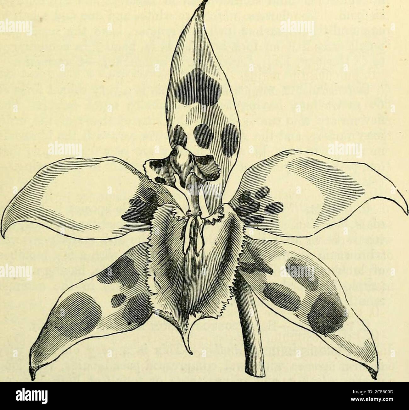 . The orchid-grower's manual : containing descriptions of the best species and varieties of orchidaceous plants . y. Introduced by Mr.E. Klaboch in 1878.—Ecuador.YiG.—Floral Mag., 2 ser., t. 453. 0. prsenitens, Bchh. f.—A very interesting species, whoseflowers are in the way of those of 0. triuniphans, but aresmaller, though with clear shining colours, which make themvery effective. The sepals and very wavy petals are brightshining sulphur yellow with a few large maroon-brownblotches ; and the lip has the claw white, and its anteriorpart yellow, marked in the centre with a cinnamon-colouredblo Stock Photo