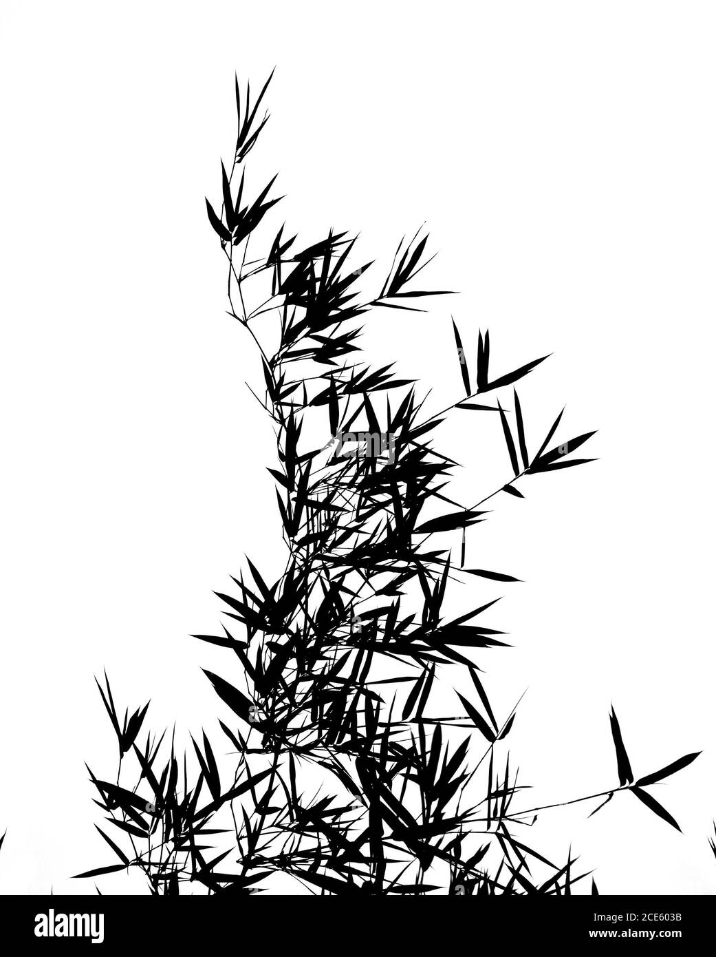 The leaves and branches of a bamboo tree seen as a silhouette Stock Photo