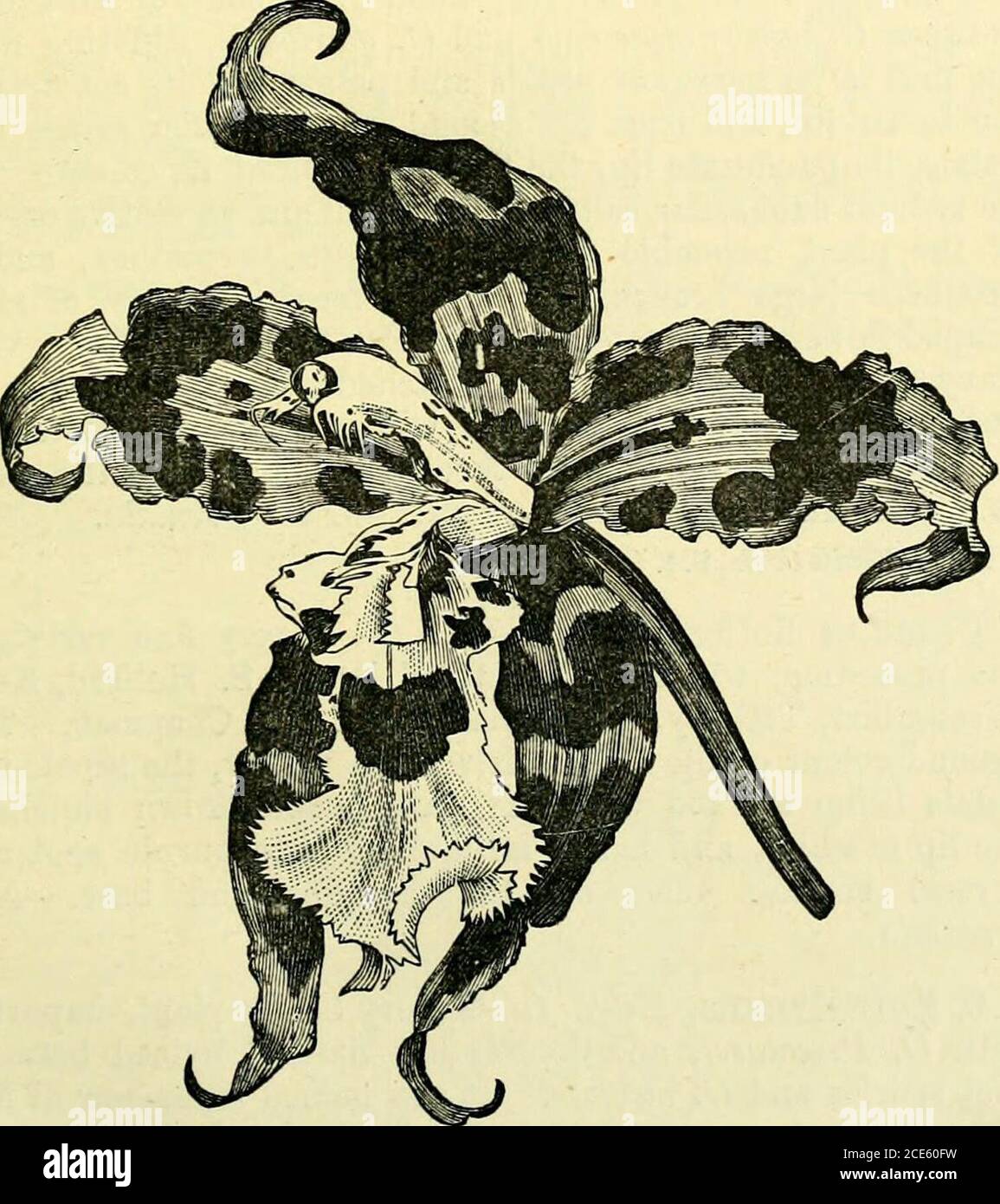 The Orchid Grower S Manual Containing Descriptions Of The Best Species And Varieties Of Orchidaceous Plants Odontoglossum Ltroglossum Yellow Thickly Spotted On The Basal Half With Reddish Brown And The Lip Cordate