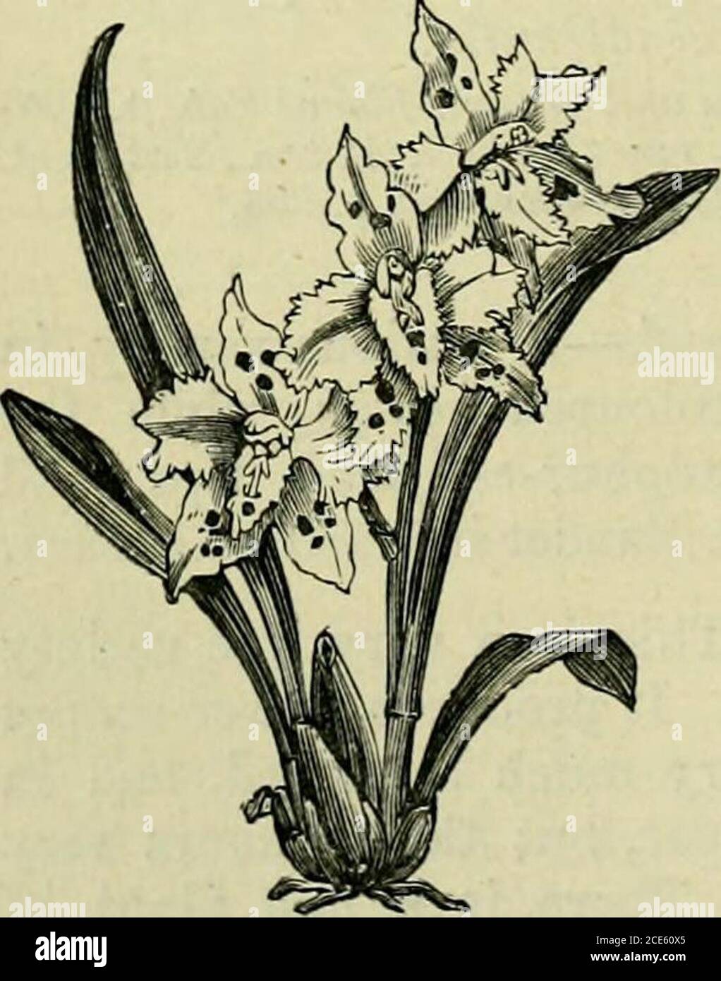 . The orchid-grower's manual : containing descriptions of the best species and varieties of orchidaceous plants . to yellow and rose, andincluding various highly spotted forms. The pseudobulbsare oblong ovate compressed,with a pair of ligulate oblongacute leaves, and radical scapesfrom the axils of accessory leaves,bearing racemes or panicles ofthe lovely flowers, which oftenhave the ovate lanceolate sepalsflushed with rose, the broadlyovate pure white petals beingmuch undulated, and the oblongovate lip much crisped and acu-minate, with a rich yellow stainover the discal portion, andhaving one Stock Photo