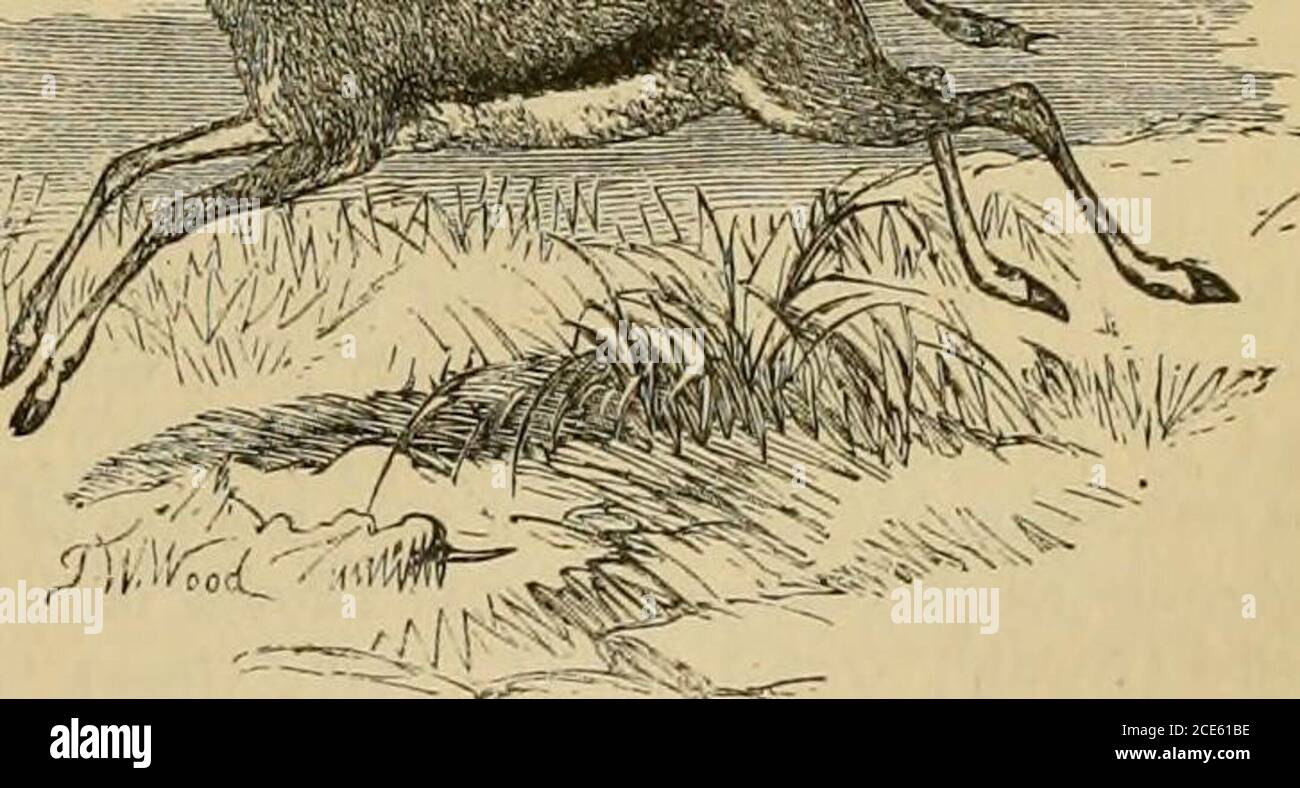 A Dictionary Of The Bible .. . Ji.: Rohoam), Ecclus. Xlvii.23 ; Matt. I. 7.  [Rehoboam.] Roe, Roebuck (^3V, Tzm (M.); N»Nv,Fzebhjt/Dh(T.): Sopkas,  S6Pka&Gt;V,Sopkd5Iov. Caprea,Damuki). There Seems To Be Little Or
