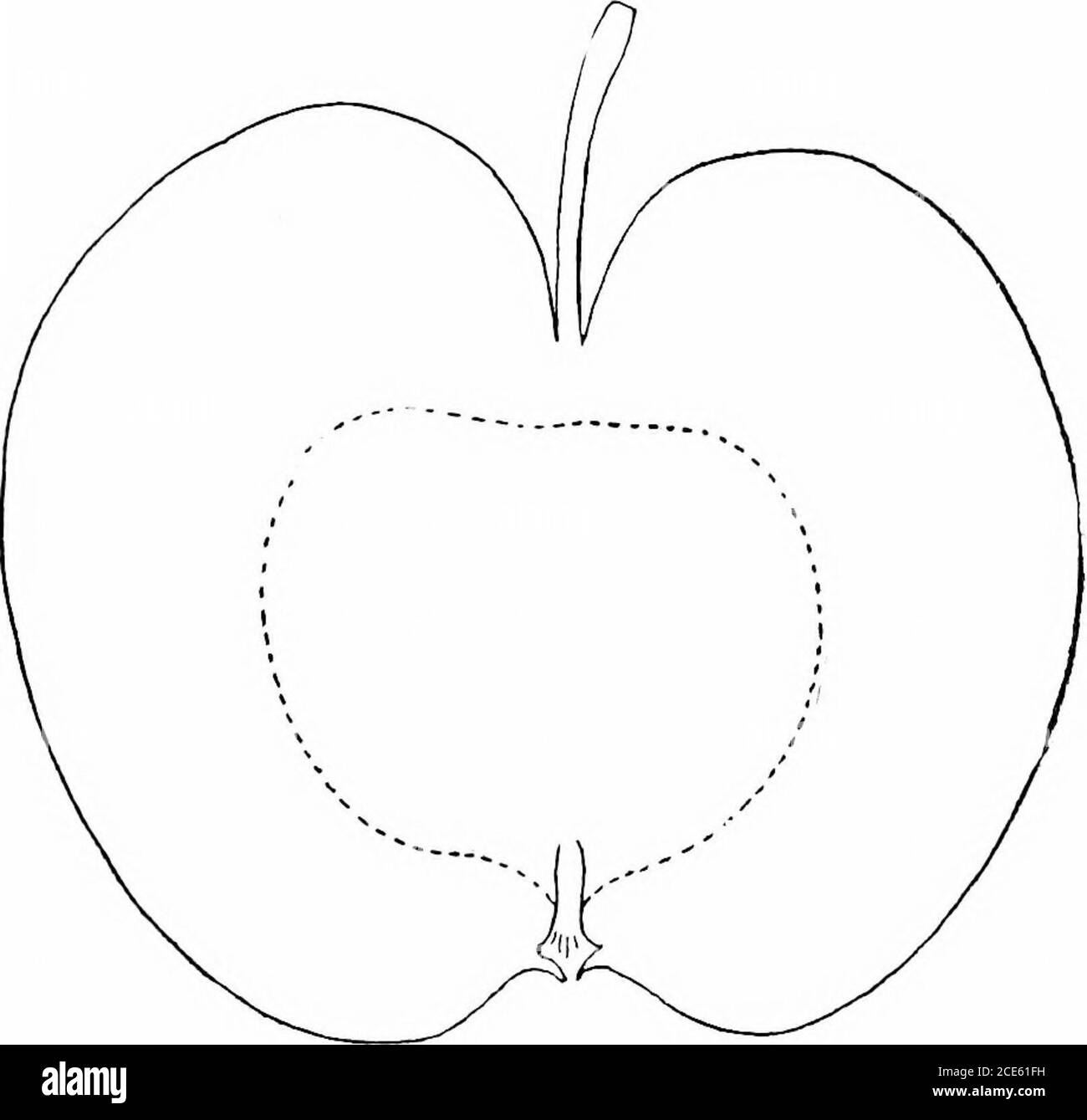 Bronze apple stem hires stock photography and images Alamy