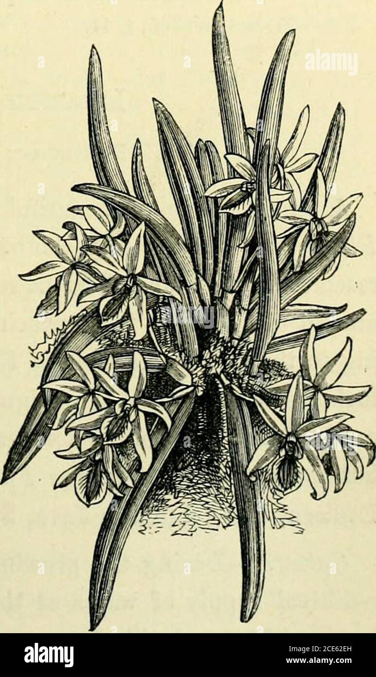 . The orchid-grower's manual : containing descriptions of the best species and varieties of orchidaceous plants . t., iii, 201, with tab.; Faxt. Fl. Gard., iii. t. 105;Lemaire, Jard. FL, t. 172. Syn.—Cattleya domingensis; Broughtonia Ulacina; B. violacea, LeptoTES, Lindleij.( Tiibe EpidendrejE, subtribe Lseliese.) A small genus consisting of dwarf and compact-growingepiphytal pseudobulbous plants, with curious evergreen teretefoliage channelled on the upper side, and flowering from thetop of the pseudobulb. It is referred to Tetramicra byBentham. One peculiarity of the plant is the small auric Stock Photo