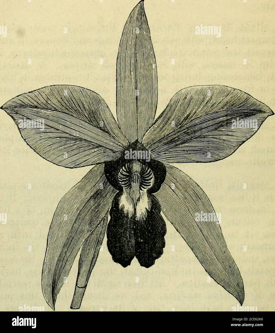 . The orchid-grower's manual : containing descriptions of the best species and varieties of orchidaceous plants . e should think this plantmay possibly have been one of its parents. It flowers inOctober, and lasts for six weeks in beauty.—Brazil. Fig.—Orchid Album, iii. t. 135.Syn.—Catthya Rothschildiana. L, anceps, Limlley.—A remarkably handsome species, andone of the most useful winter-flowering Orchids we have. Ithas oblong compressed somewhat quadrangular pseudobulbsfour or five inches long, oblong lanceolate leaves, generallyin pairs but sometimes solitary, and long two-edged scapesfrom t Stock Photo